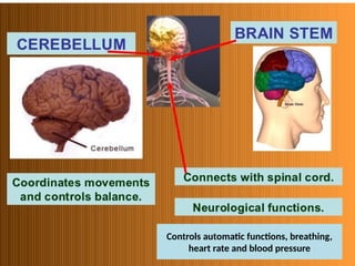 Controls automatic functions, breathing,
heart rate and blood pressure
 