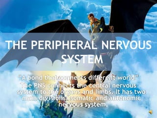 THE PERIPHERAL NERVOUS
SYSTEM
“A bond that connects different world”
The PNS connects the central nervous
system to the organs and limbs. It has two
main divisions: somatic and autonomic
nervous system.
 