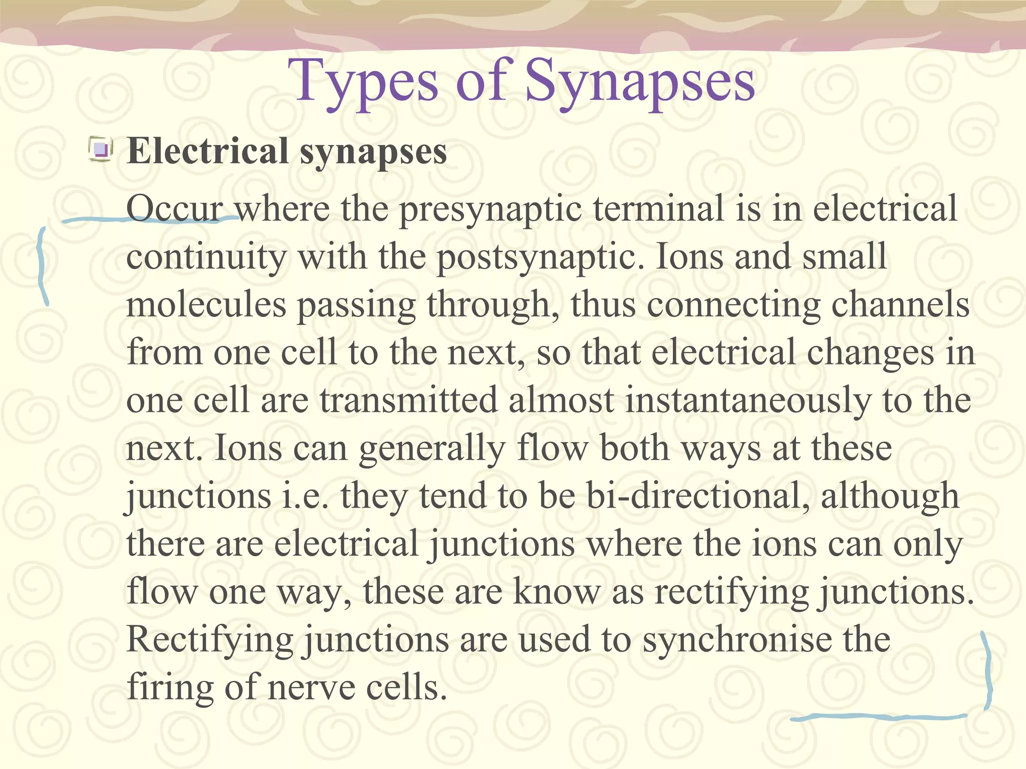 XI. ACCESORYFunction:The spinal accessory nerve allows the trapezius muscle and sternocleidomastoid muscle to control the movements of the head.