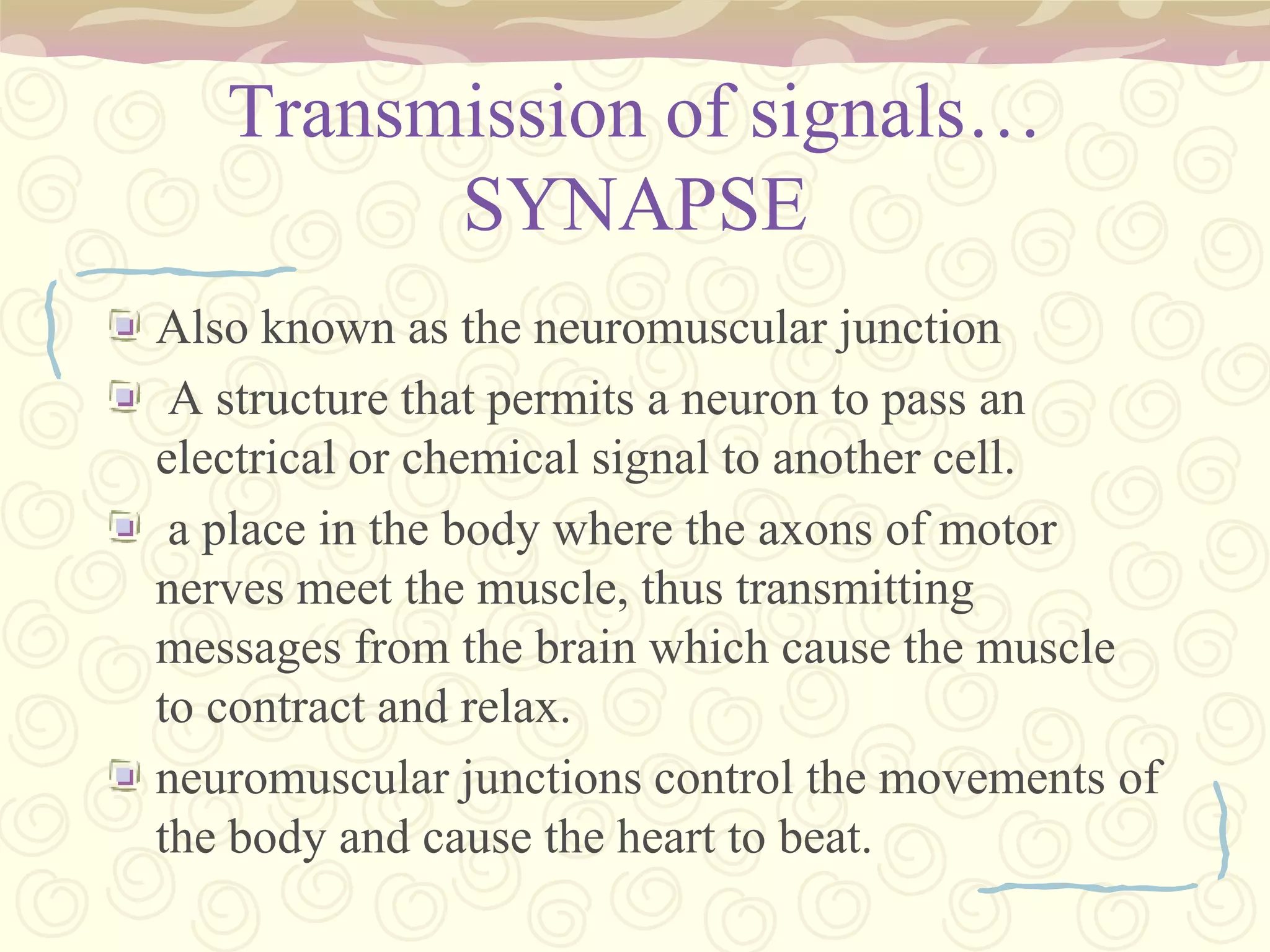 Spinal Nerves