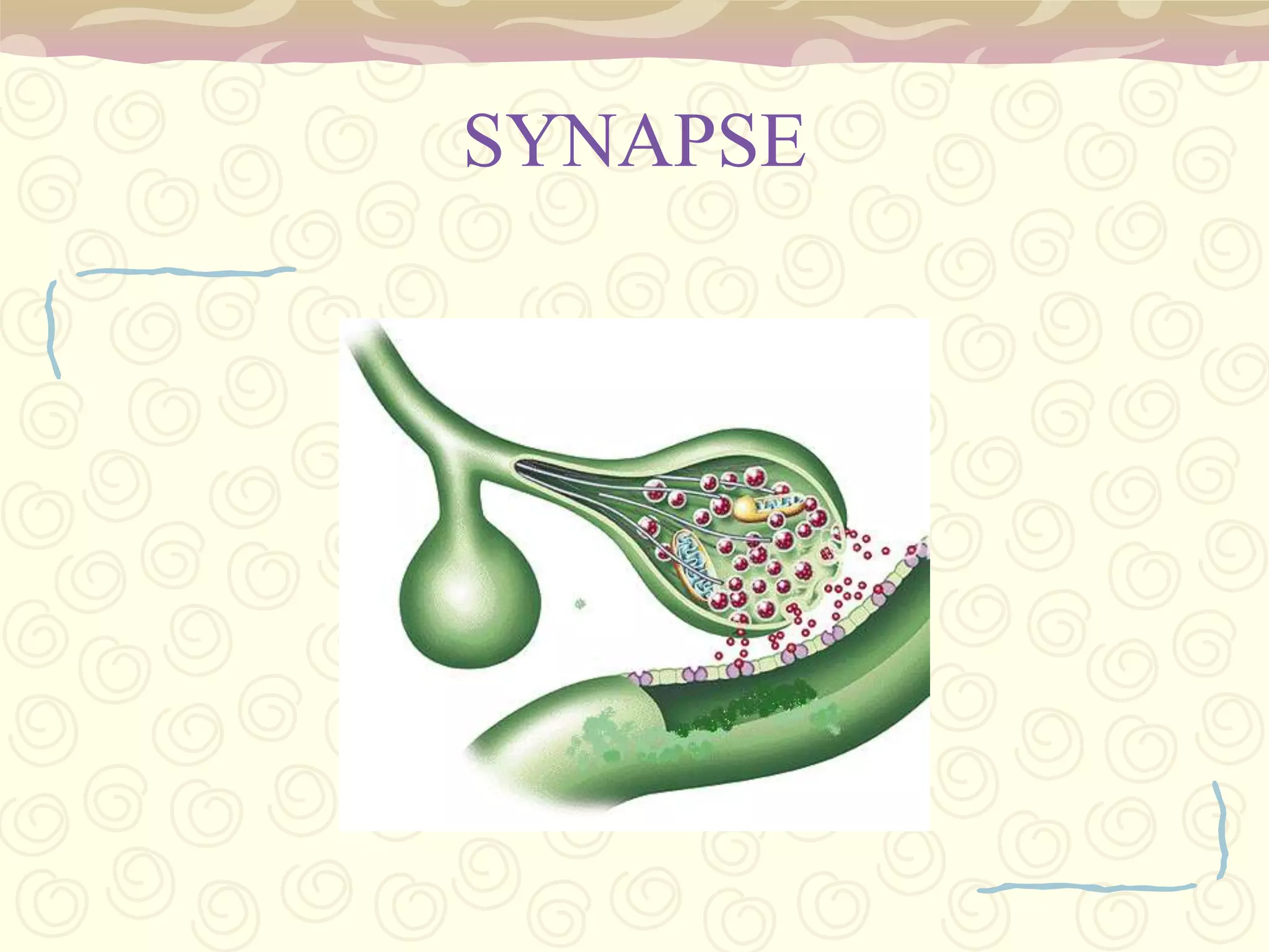  carries motor, sensory, and autonomic signals between the spinal cord and the body.  Humans have 31 left-right pairs of spinal nerves, each roughly corresponding to a segment of the vertebral column: 8 cervical spinal nerve pairs (C1-C8)12 thoracic pairs (T1-T12)5 lumbar pairs (L1-L5)5 sacral pairs (S1-S5)1 coccygeal pair.