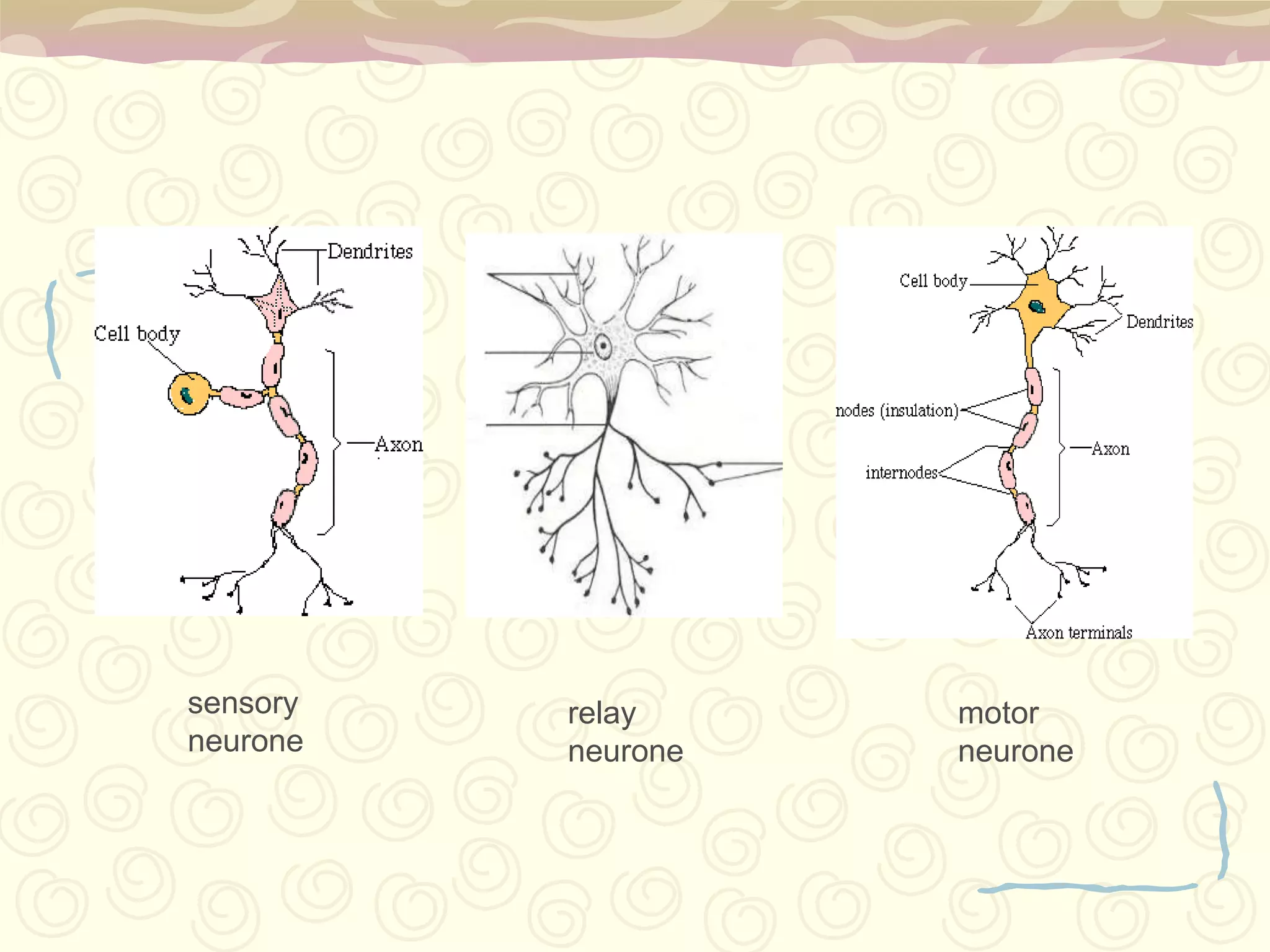 Lumbar plexus: network of nerves of the lower back.Spinal cord: substance belonging to the nervous system, found in the holes of the vertebrae.Brachial plexus: network of nerves of the arm.Cerebrum: seat of the mental capacities.