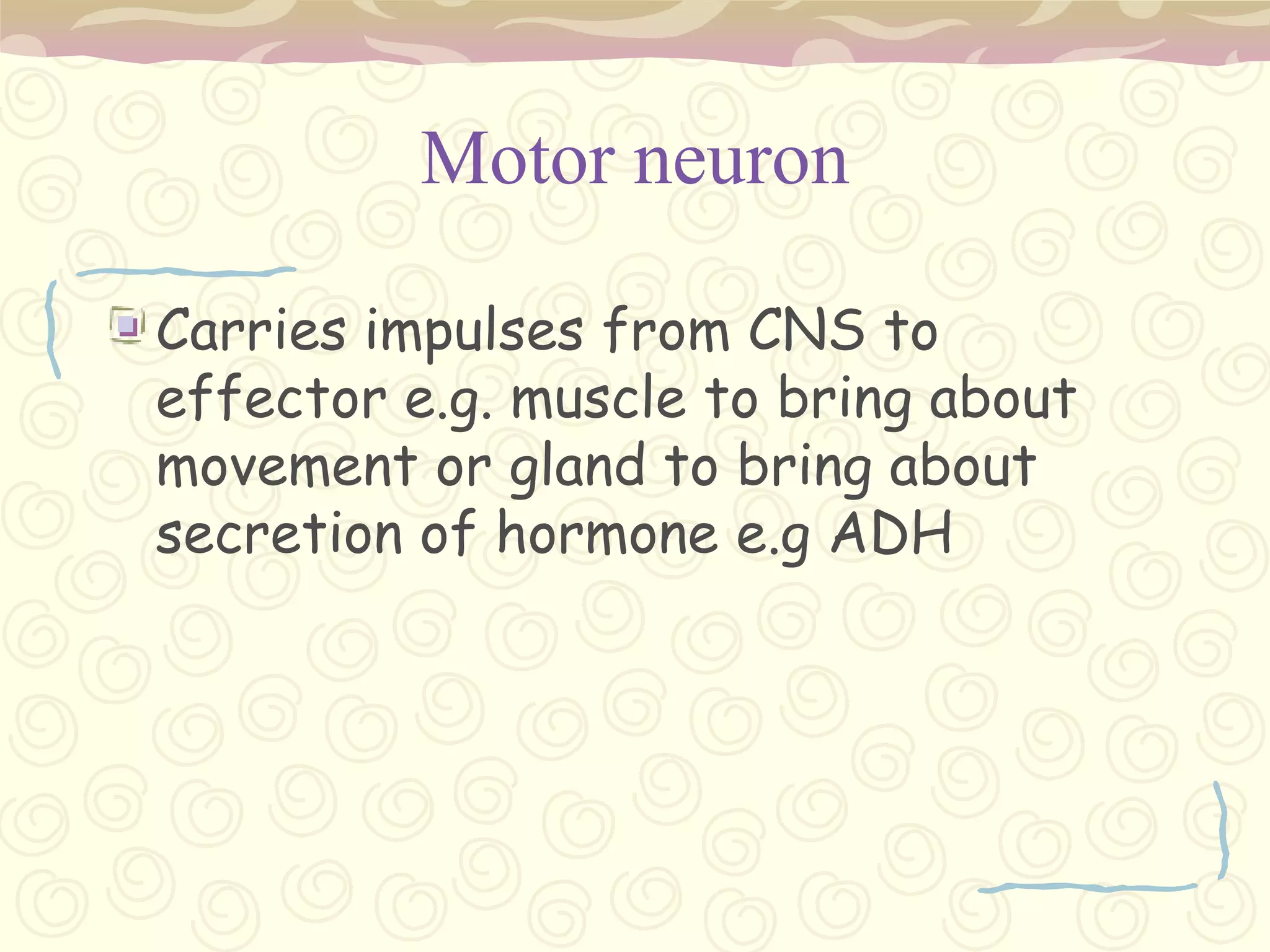 Lumbar and sacral nerves