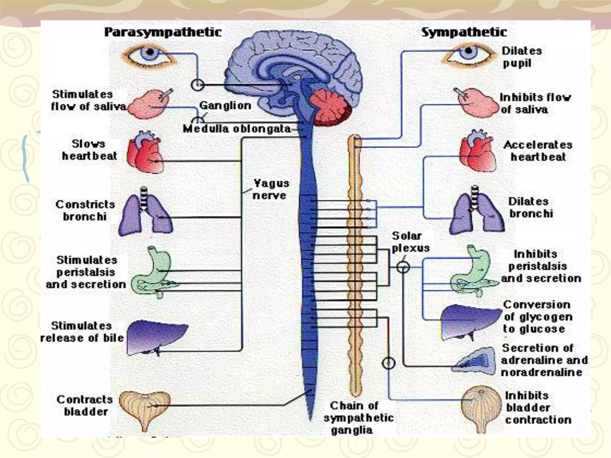 200 000 axon terminals make contact with dendrites of Purkinje neurons in cerebellum.