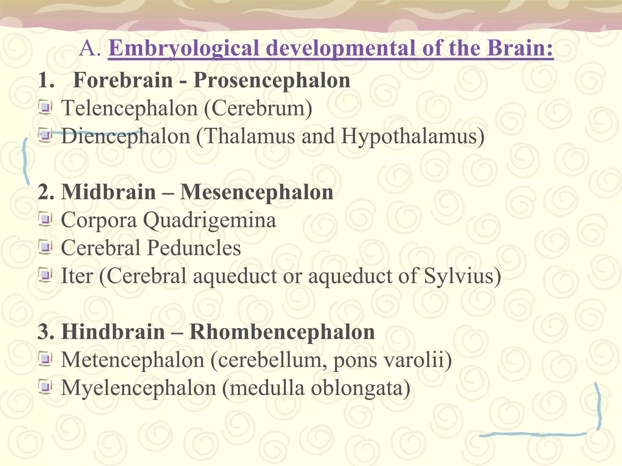 A. Embryological developmental of the Brain:Forebrain - ProsencephalonTelencephalon (Cerebrum)Diencephalon (Thalamus and Hypothalamus) 2. Midbrain – MesencephalonCorpora QuadrigeminaCerebral PedunclesIter (Cerebral aqueduct or aqueduct of Sylvius)3. Hindbrain – RhombencephalonMetencephalon (cerebellum, ponsvarolii)Myelencephalon (medulla oblongata)