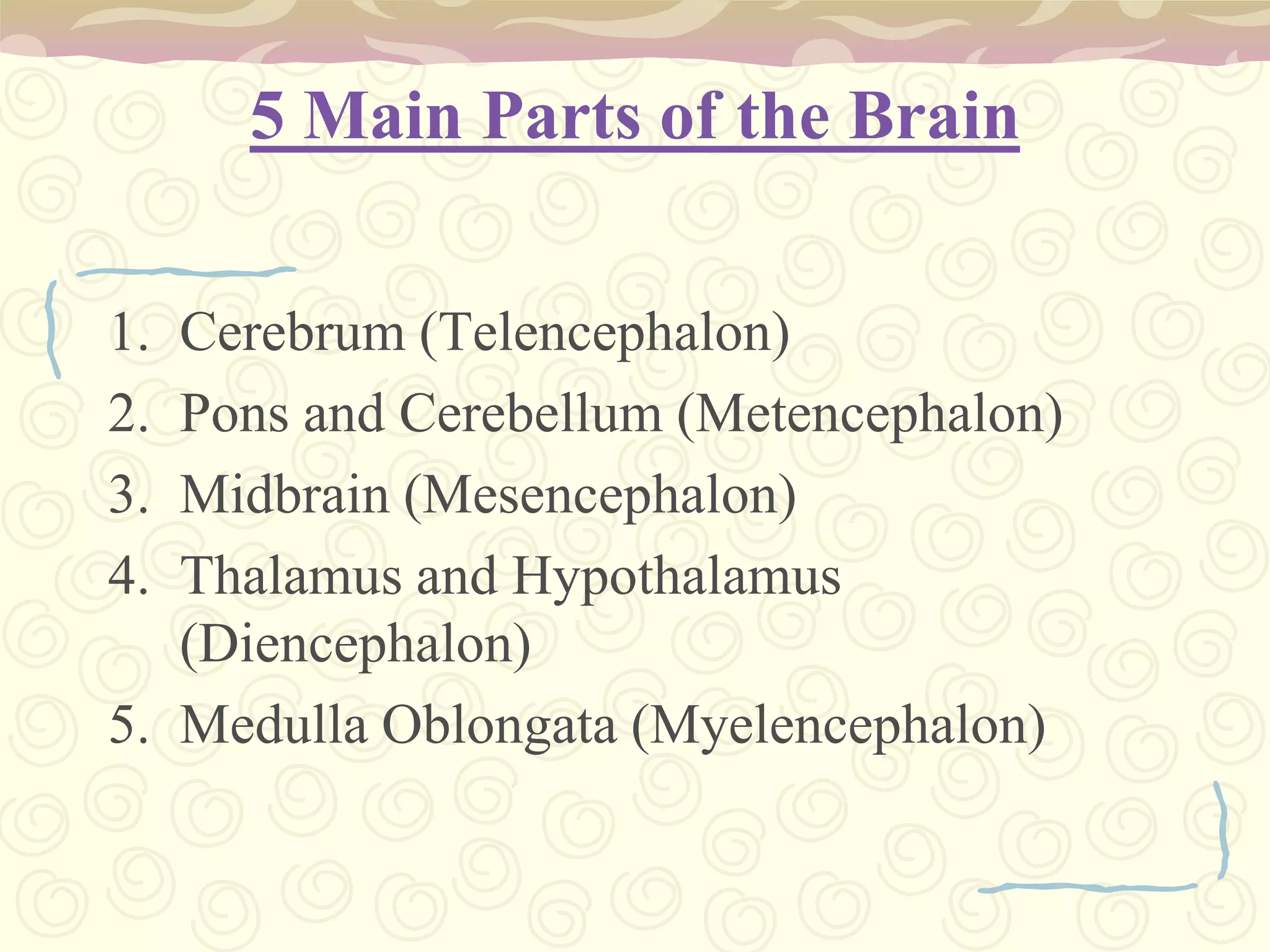 5 Main Parts of the BrainCerebrum (Telencephalon)Pons and Cerebellum (Metencephalon) Midbrain (Mesencephalon) Thalamus and Hypothalamus (Diencephalon) Medulla Oblongata (Myelencephalon) 