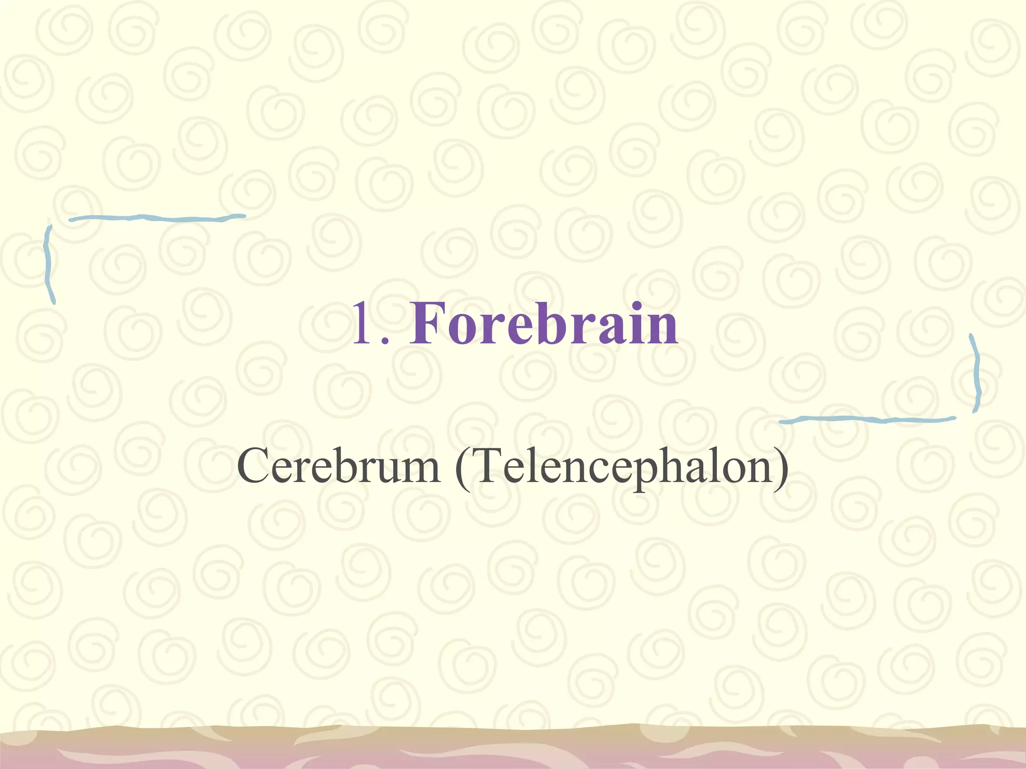 1. ForebrainCerebrum (Telencephalon) 