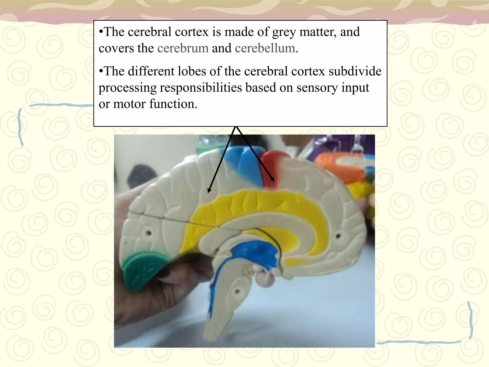 The cerebral cortex is made of grey matter, and covers the cerebrum and cerebellum. 