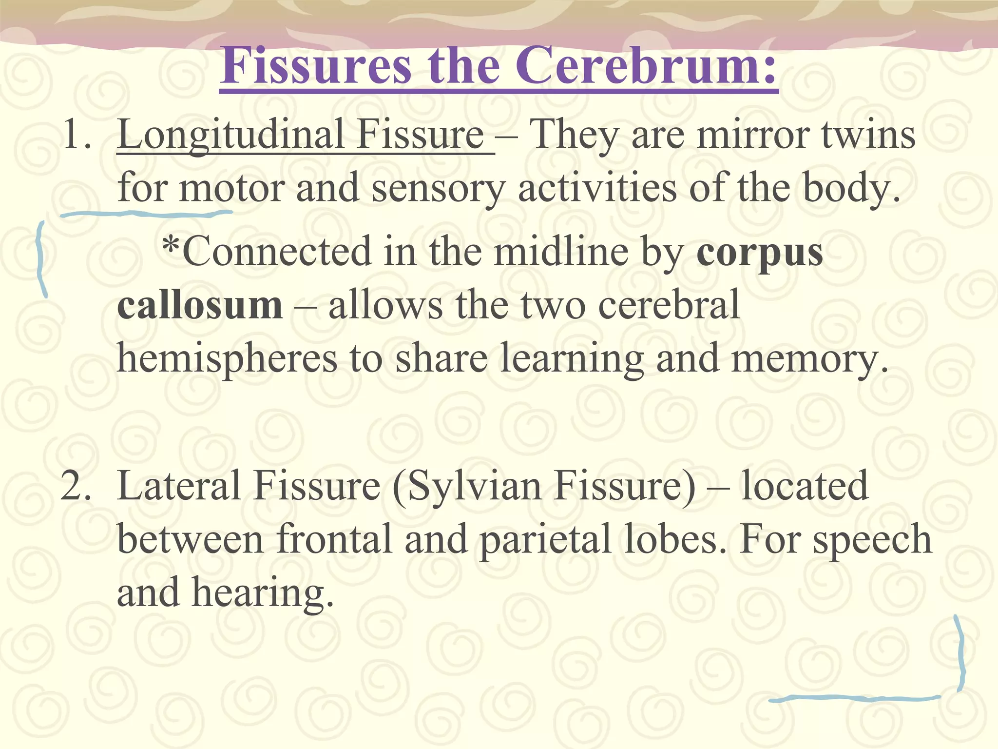 The different lobes of the cerebral cortex subdivide processing responsibilities based on sensory input or motor function.Fissures the Cerebrum:Longitudinal Fissure – They are mirror twins for motor and sensory activities of the body. 		*Connected in the midline by corpus callosum – allows the two cerebral hemispheres to share learning and memory. Lateral Fissure (Sylvian Fissure) – located between frontal and parietal lobes. For speech and hearing.