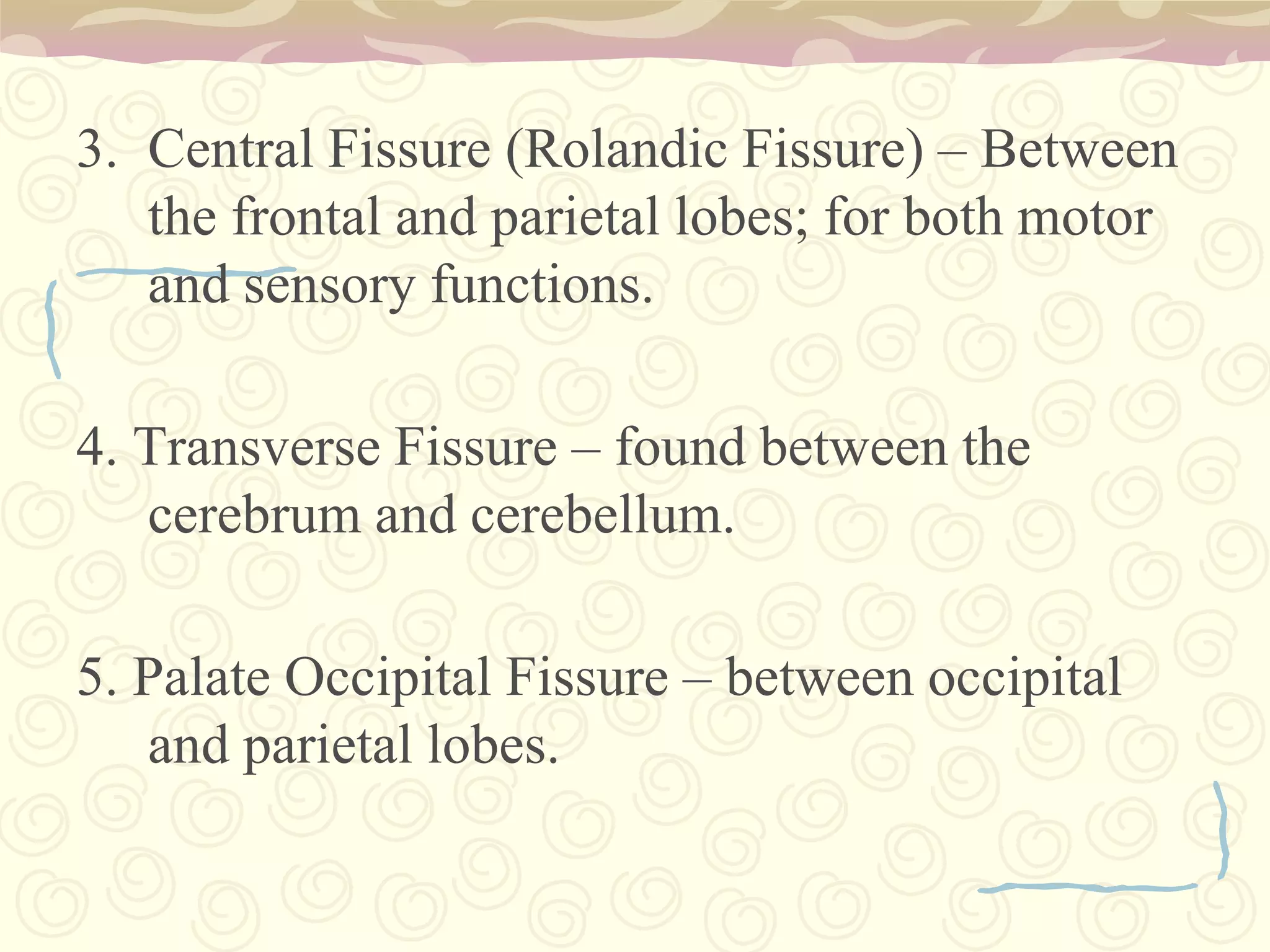 It connects the left and right sides of the brain allowing for communication between both hemispheres. 