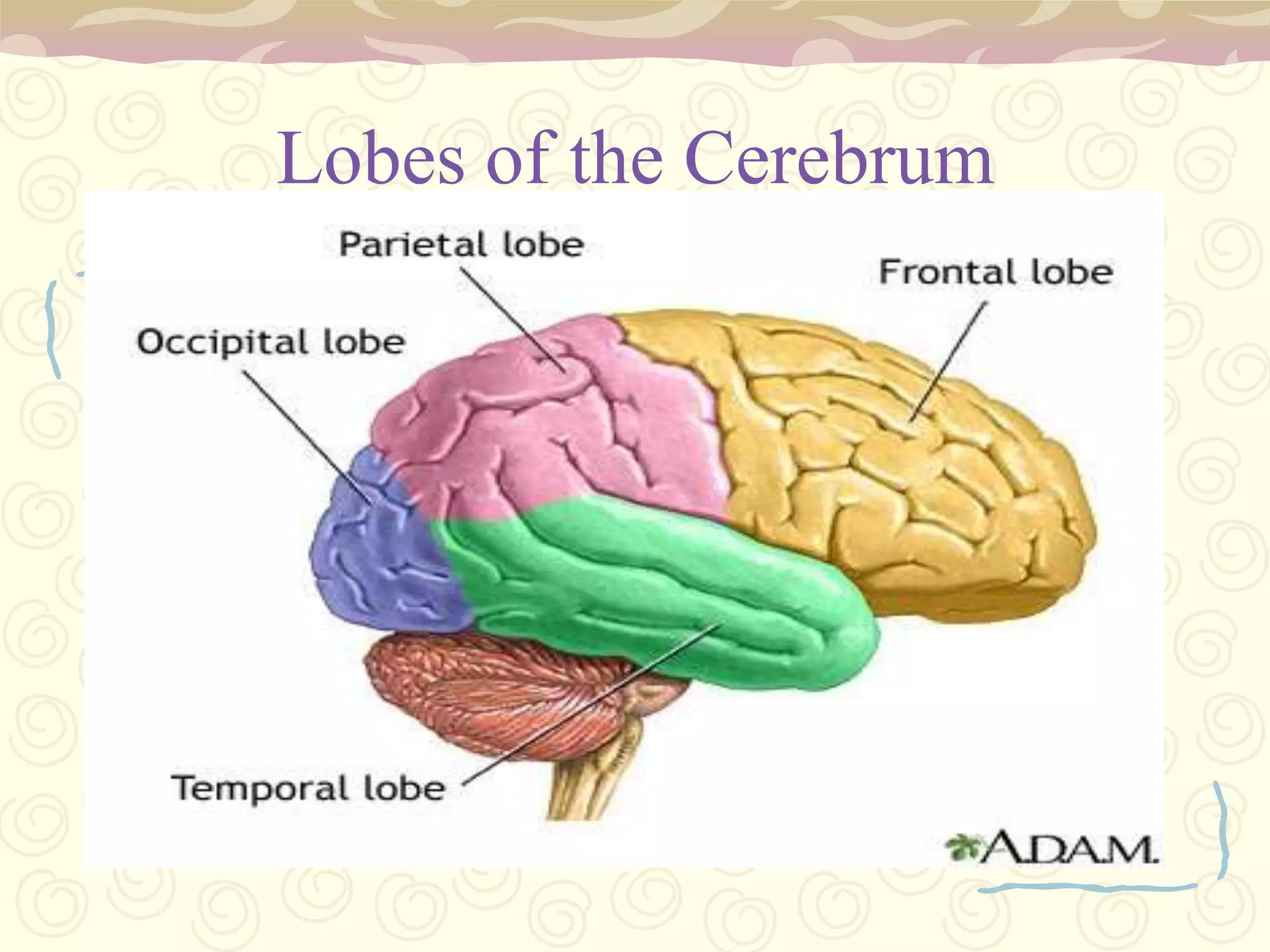 transfers motor, sensory, and cognitive information between the brain hemispheres.Central Fissure (Rolandic Fissure) – Between the frontal and parietal lobes; for both motor and sensory functions. 4. Transverse Fissure – found between the cerebrum and cerebellum.5. Palate Occipital Fissure – between occipital and parietal lobes.