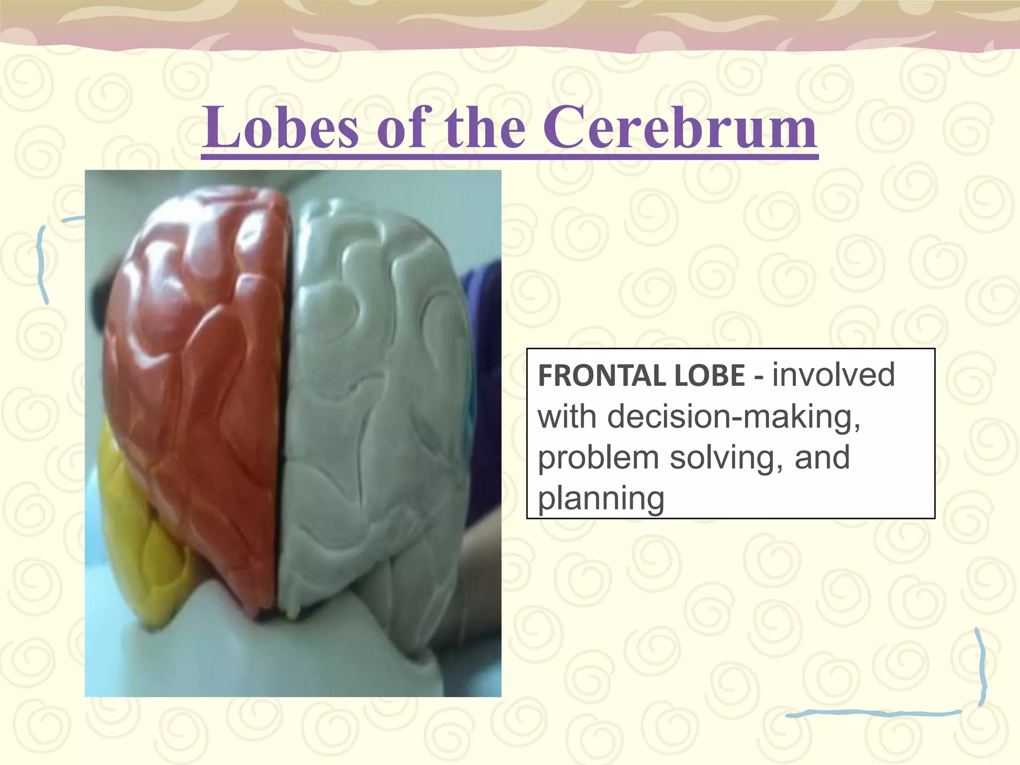 Lobes of the Cerebrum