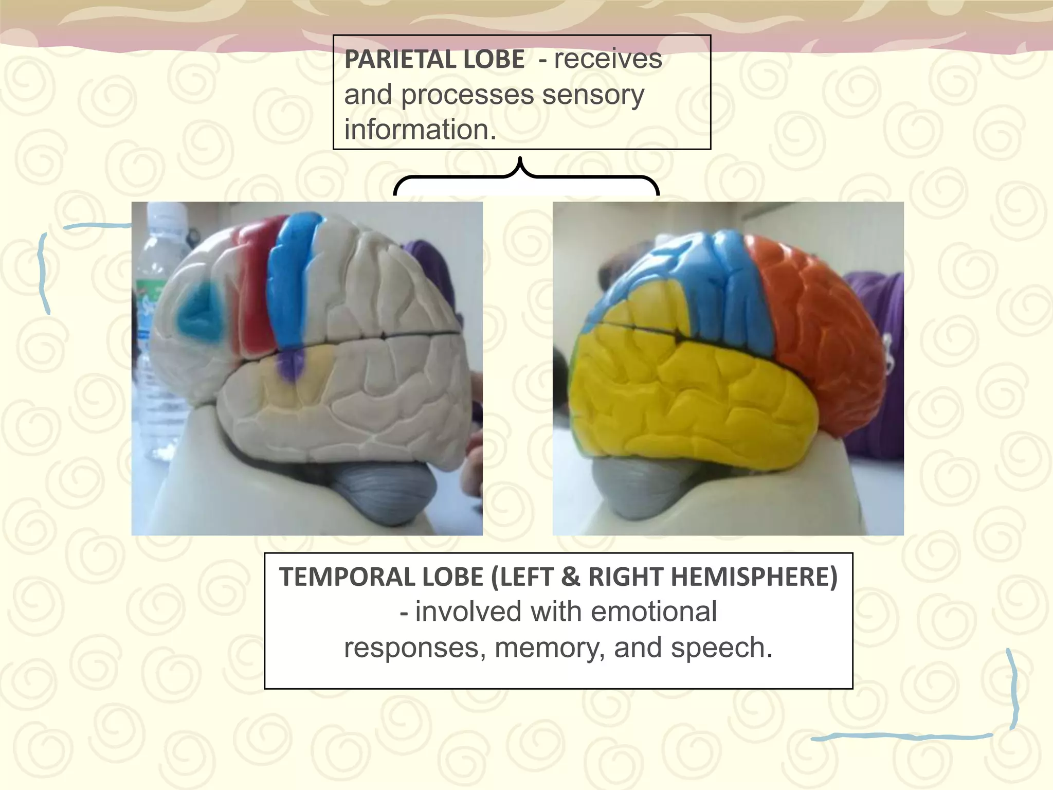 FRONTAL LOBE - involved with decision-making, problem solving, and planning Lobes of the Cerebrum
