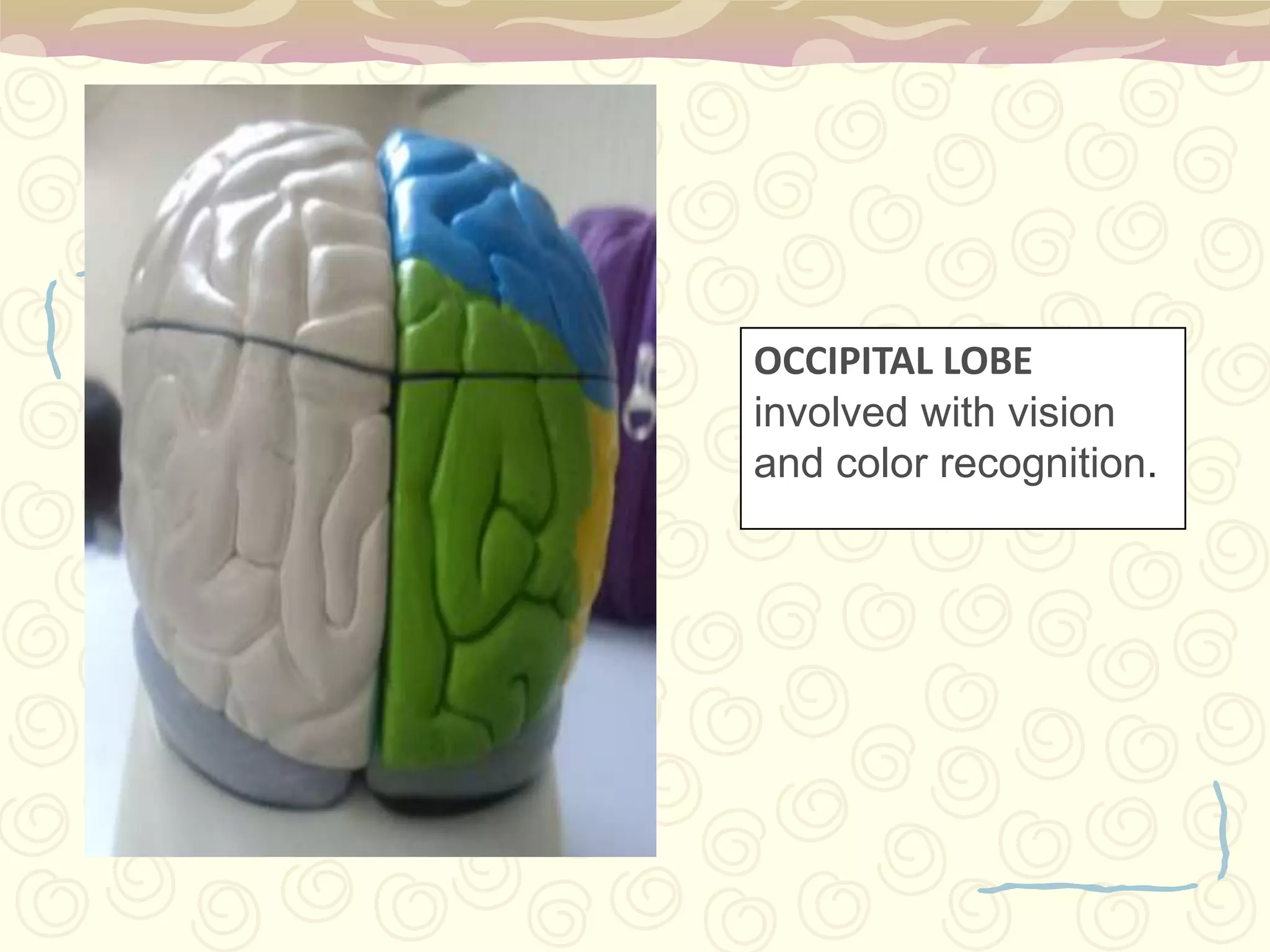 PARIETAL LOBE  - receives and processes sensory information.TEMPORAL LOBE (LEFT & RIGHT HEMISPHERE) - involved with emotional responses, memory, and speech.