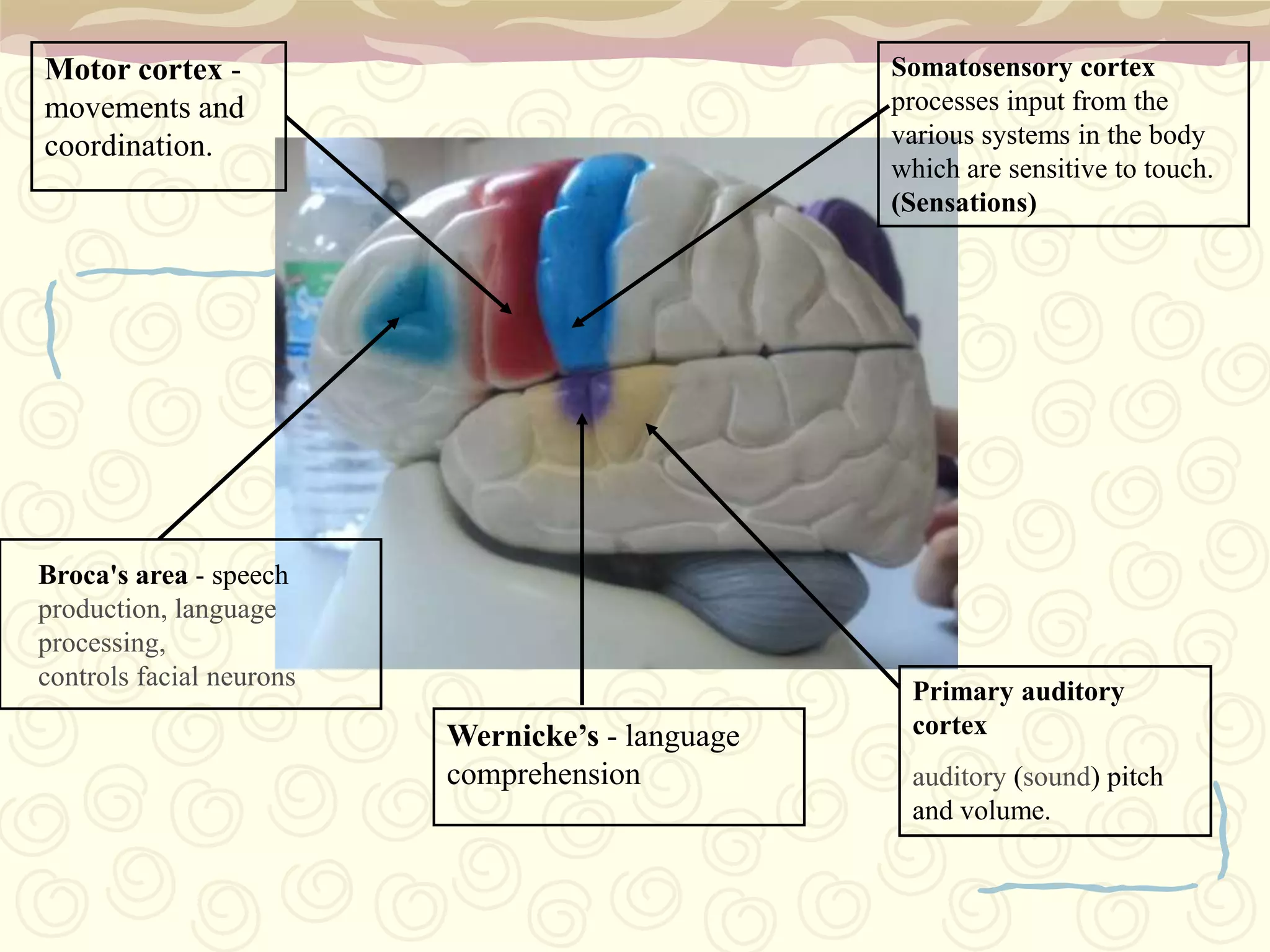 Functions of the Cerebral Cortex Determining IntelligenceDetermining PersonalityThinkingPerceivingProducing and Understanding LanguageInterpretation of Sensory ImpulsesMotor FunctionPlanning and OrganizationTouch Sensation 