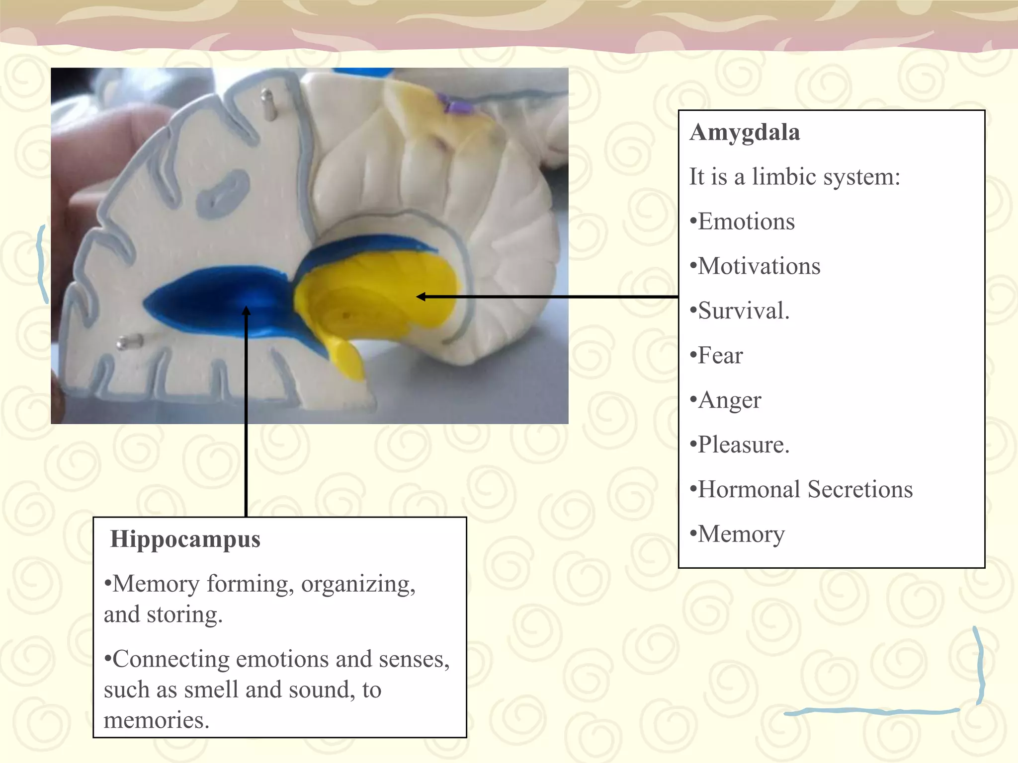 The cerebral cortex is made of grey matter, and covers the cerebrum and cerebellum. 
