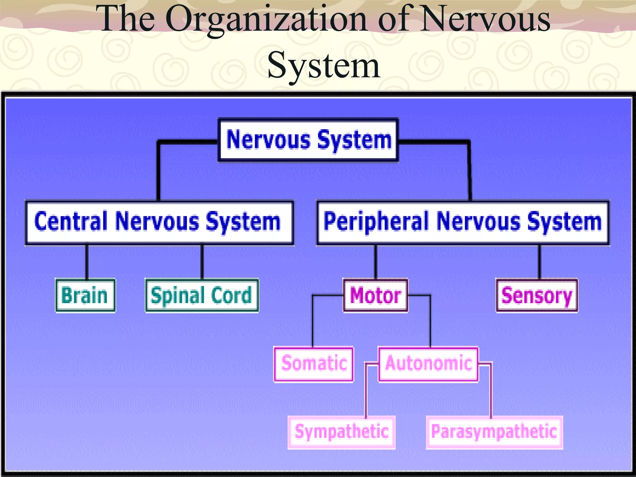 The Organization of Nervous System