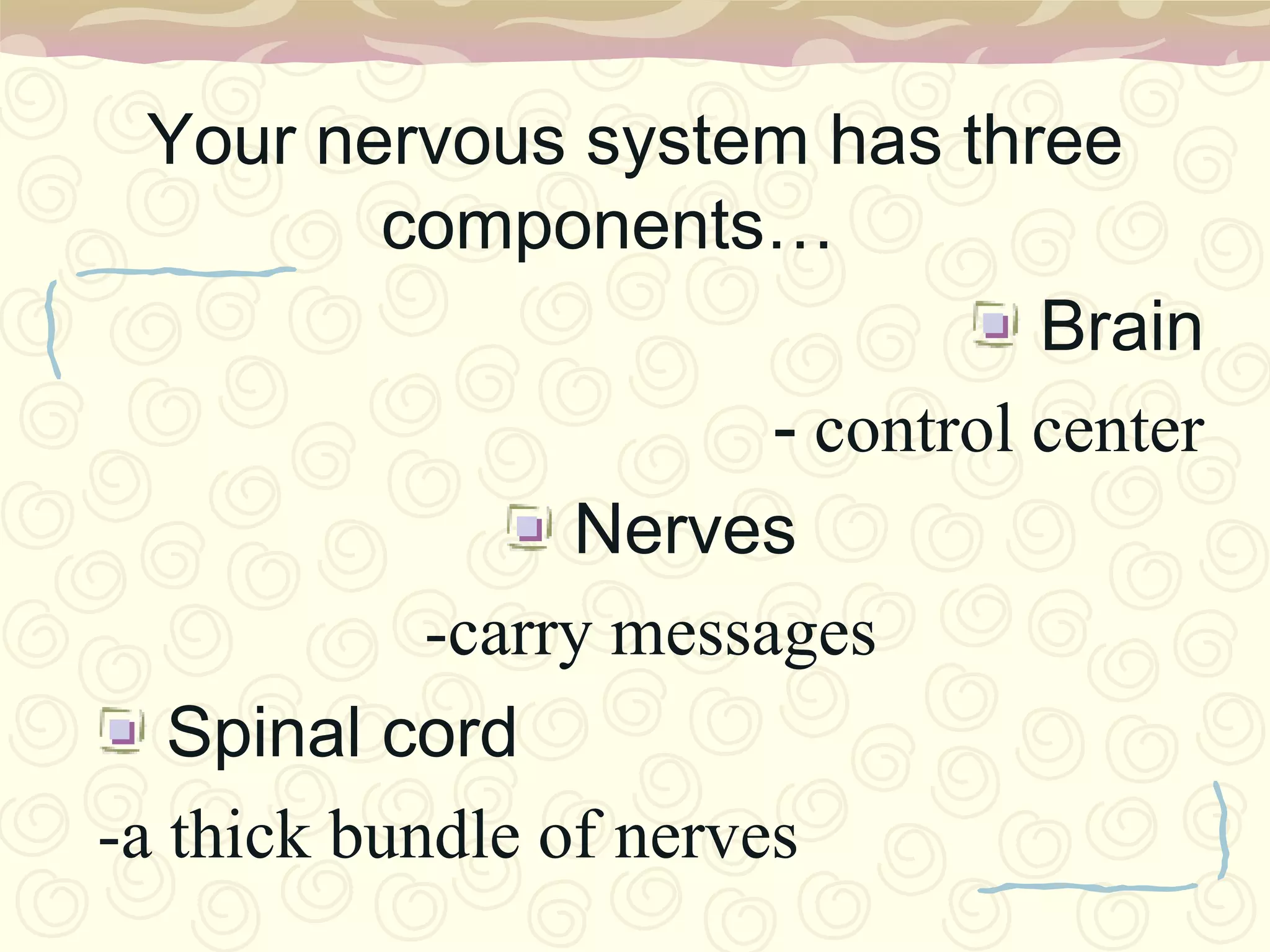 Your nervous system has three components…	 Brain- control center Nerves-carry messages Spinal cord-a thick bundle of nerves