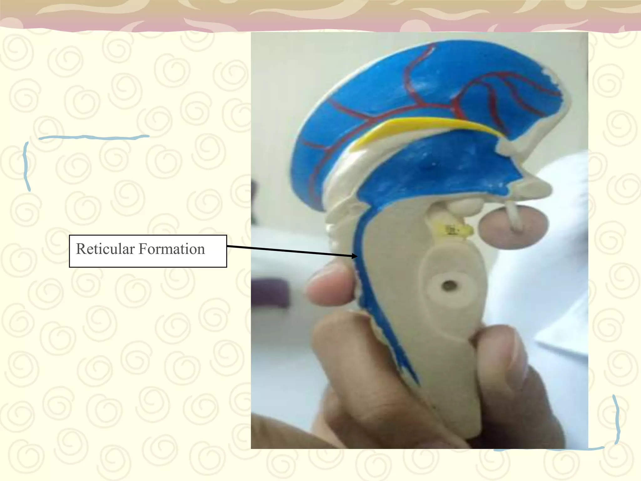 2. A Cerebellum“little brain”two smaller hemispheres located at the back of the cerebrumOval in shapeOccupies the posterior cranial fossaSeperated from the cerebrum by the tentoriumcerbelliThe outer layer of the cerebellum consists of fine folds called folia. the outer layer of cortical gray matter surrounds a deeper layer of white matter and nuclei (groups of nerve cells). Three fiber bundles called cerebellar peduncles connect the cerebellum to the three parts of the brain stem.