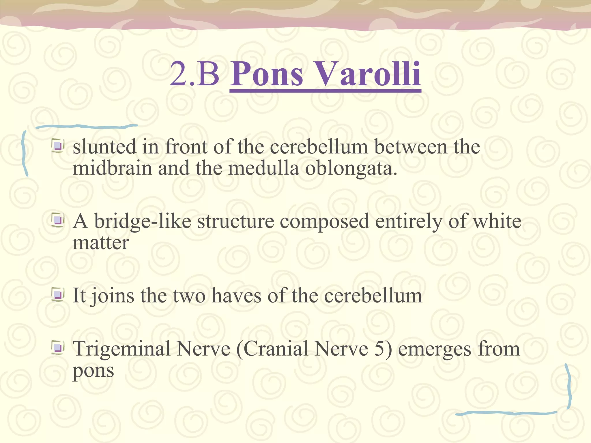 CerebellumThe area of the hindbrain that controls motor movement coordination, balance, equilibrium and muscle tone.The Brainstem