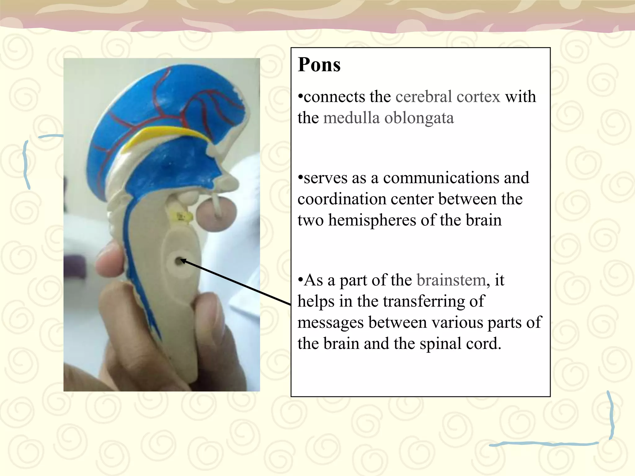 3 parts: midbrain, pons, and medulla oblongataThe brain stem is evolutionarily the most primitive part of the brain and is responsible for sustaining the basic functions of life, such as breathing and blood pressure.  A canal runs longitudinally through these structures carrying cerebrospinal fluid. Distributed along its length is a network of cells, referred to as the reticular formation that governs the state of alertness.