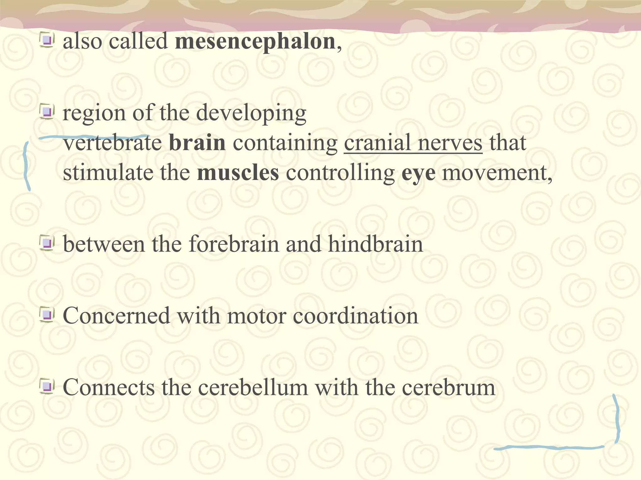 makes hormonesPonsReticular FormationSpinal cord