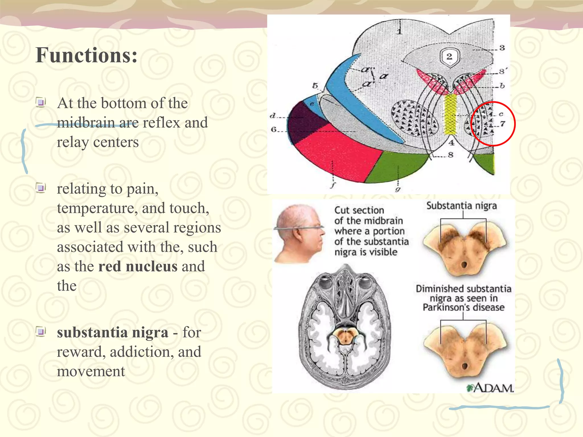 Functions:path for messages traveling between the upper brain and spinal cord