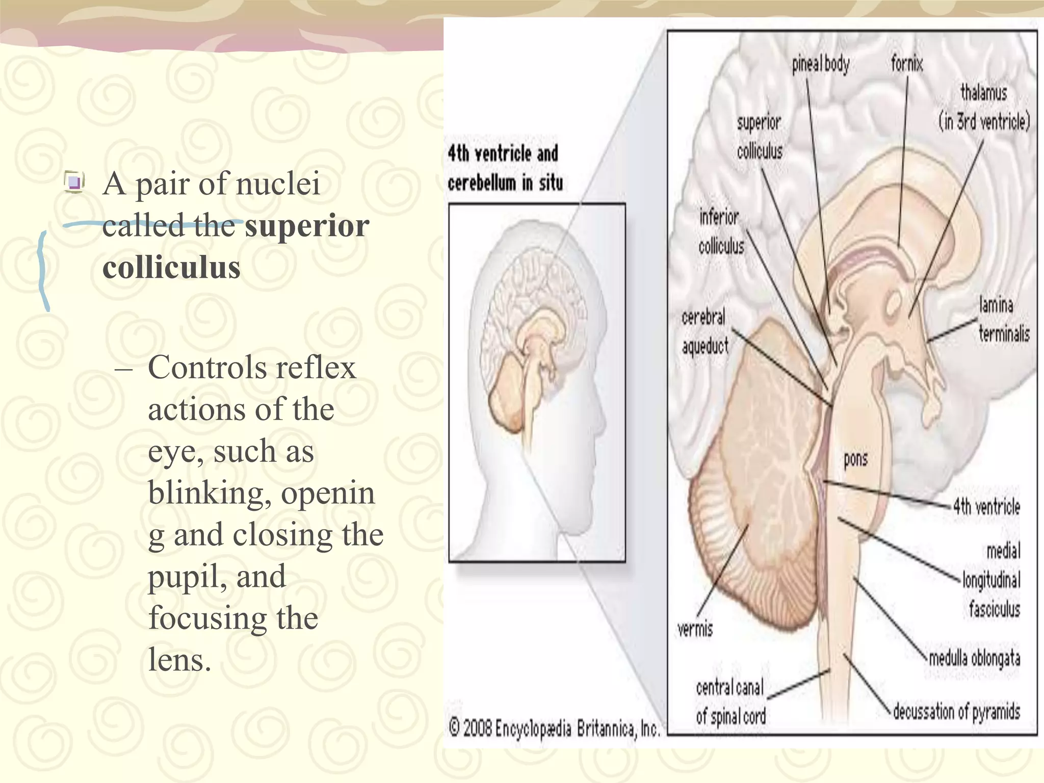 the seat of basic and vital functions such as breathing, blood pressure, and heart rate, as well as reflexes like eye movement and vomiting. Reticular Formationis a netlike formation of nuclei known as the reticular formation. The reticular formation controls respiration, cardiovascular function, digestion, levels of alertness, and patterns of sleep. It also determines which parts of the constant flow of sensory information into the body are received by the cerebrum.