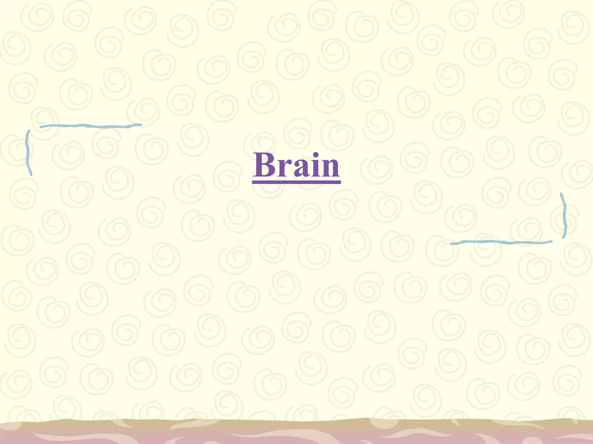 Brain
