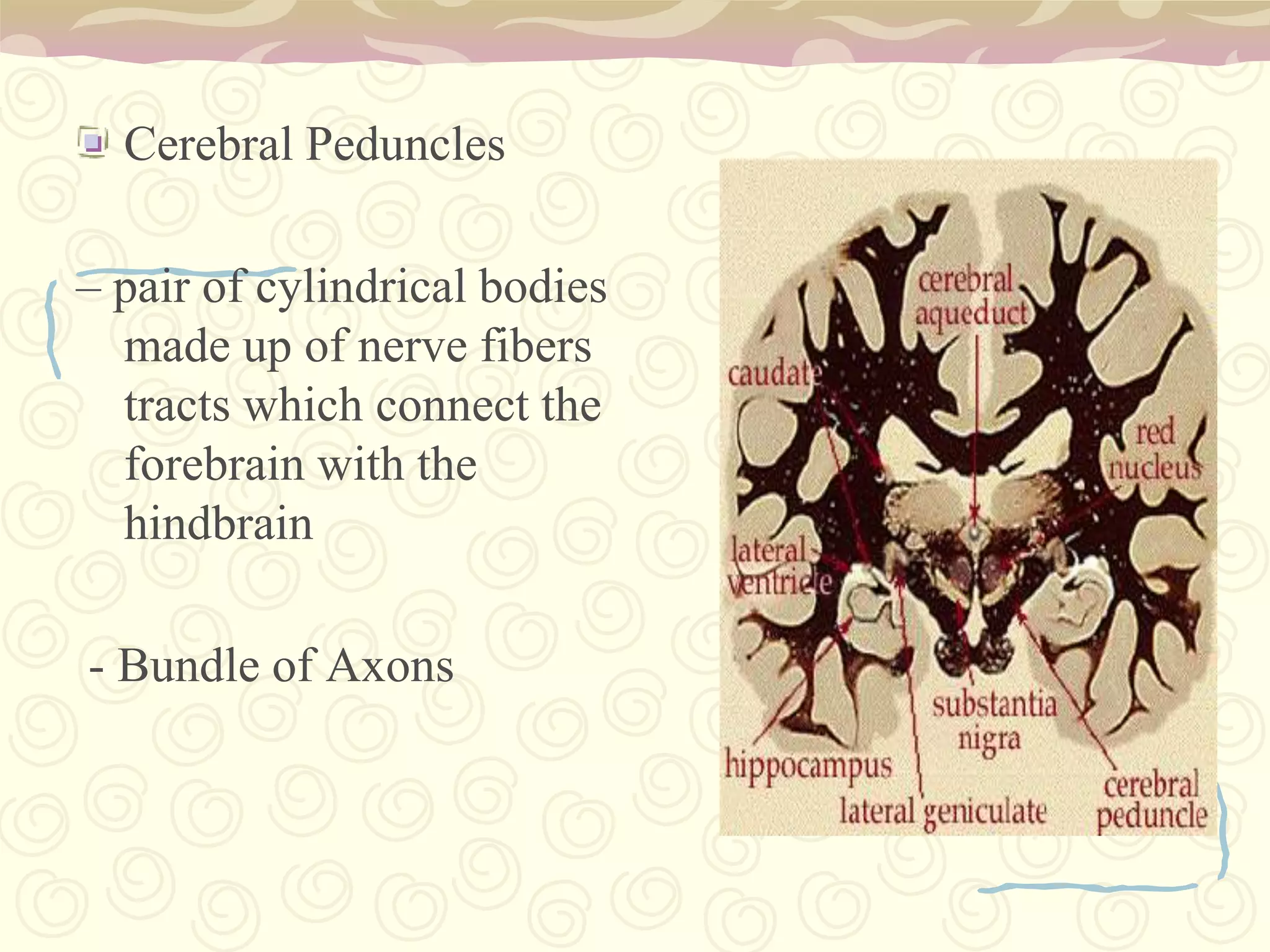 2.B Pons Varolli slunted in front of the cerebellum between the midbrain and the medulla oblongata. A bridge-like structure composed entirely of white matterIt joins the two haves of the cerebellumTrigeminal Nerve (Cranial Nerve 5) emerges from pons