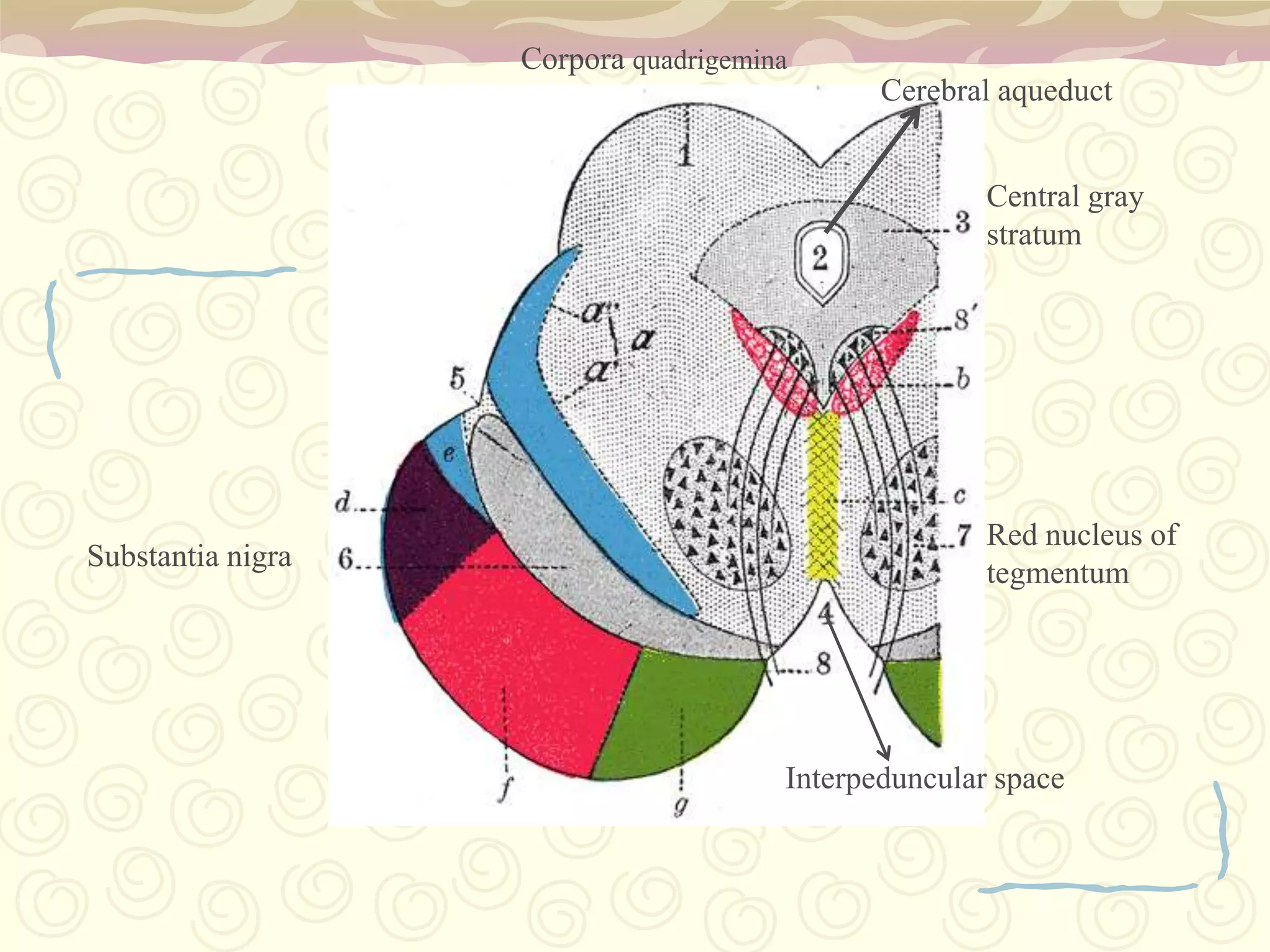 Ponsconnects the cerebral cortex with the medulla oblongata