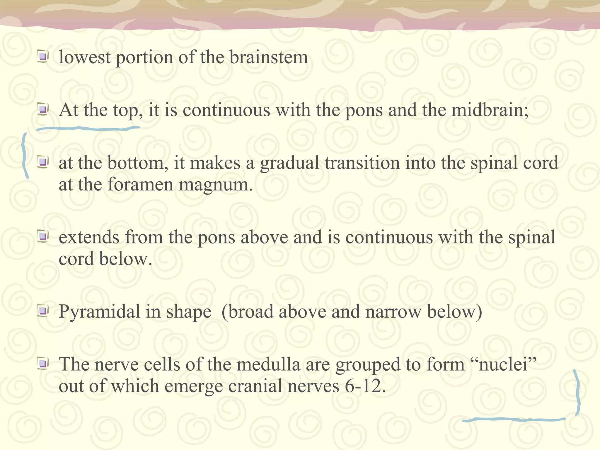 As a part of the brainstem, it helps in the transferring of messages between various parts of the brain and the spinal cord.3. MidbrainMesencephalon