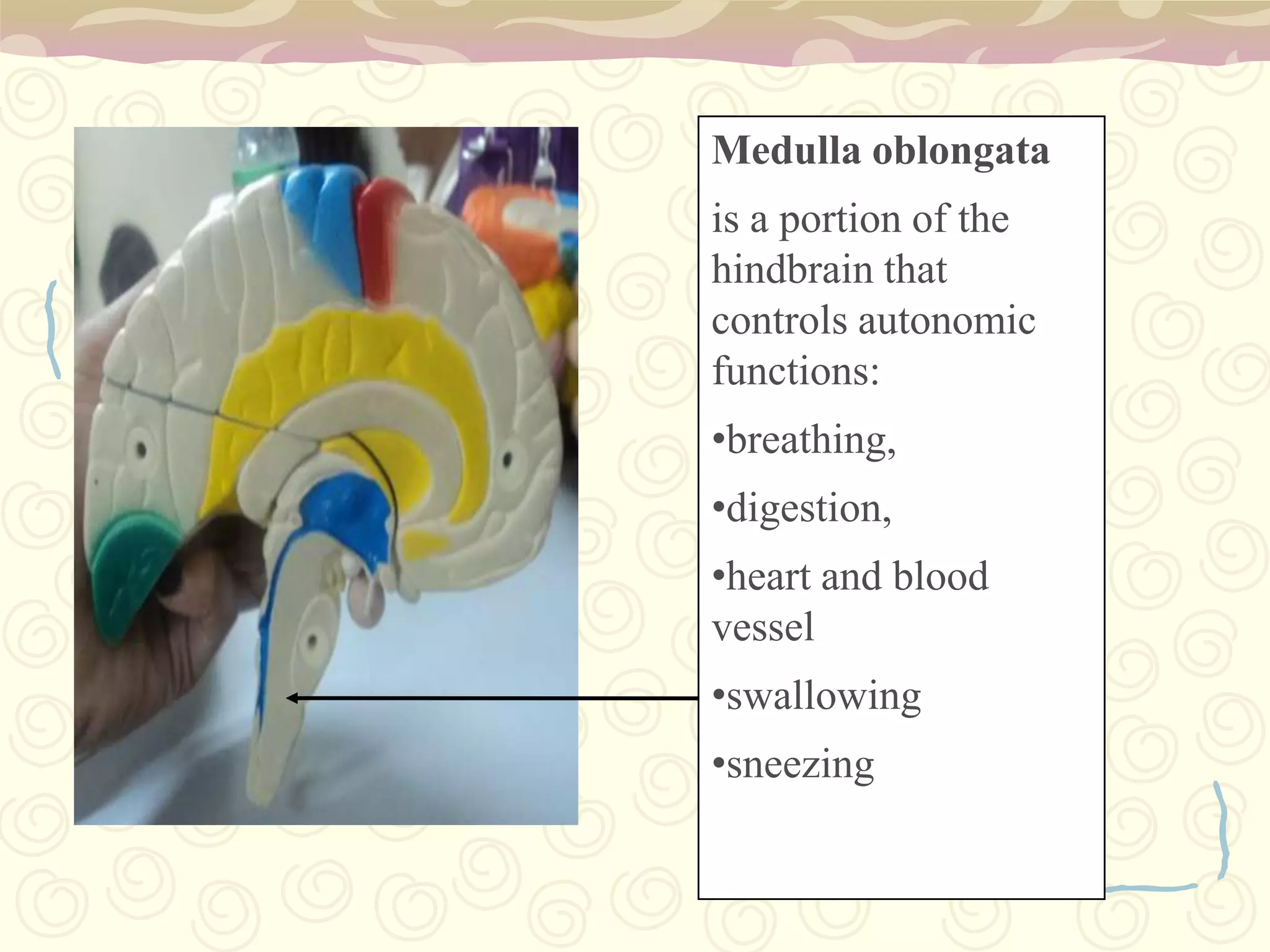 also called mesencephalon,  region of the developing vertebrate brain containing cranial nerves that stimulate the muscles controlling eye movement, between the forebrain and hindbrainConcerned with motor coordinationConnects the cerebellum with the cerebrum