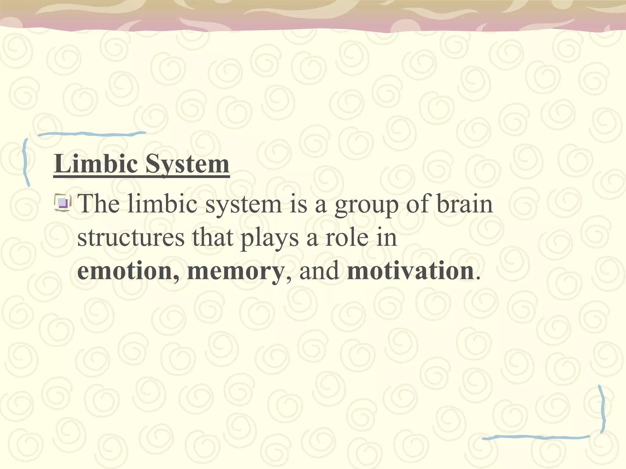 Cerebral Peduncles – pair of cylindrical bodies made up of nerve fibers tracts which connect the forebrain with the hindbrain - Bundle of Axons