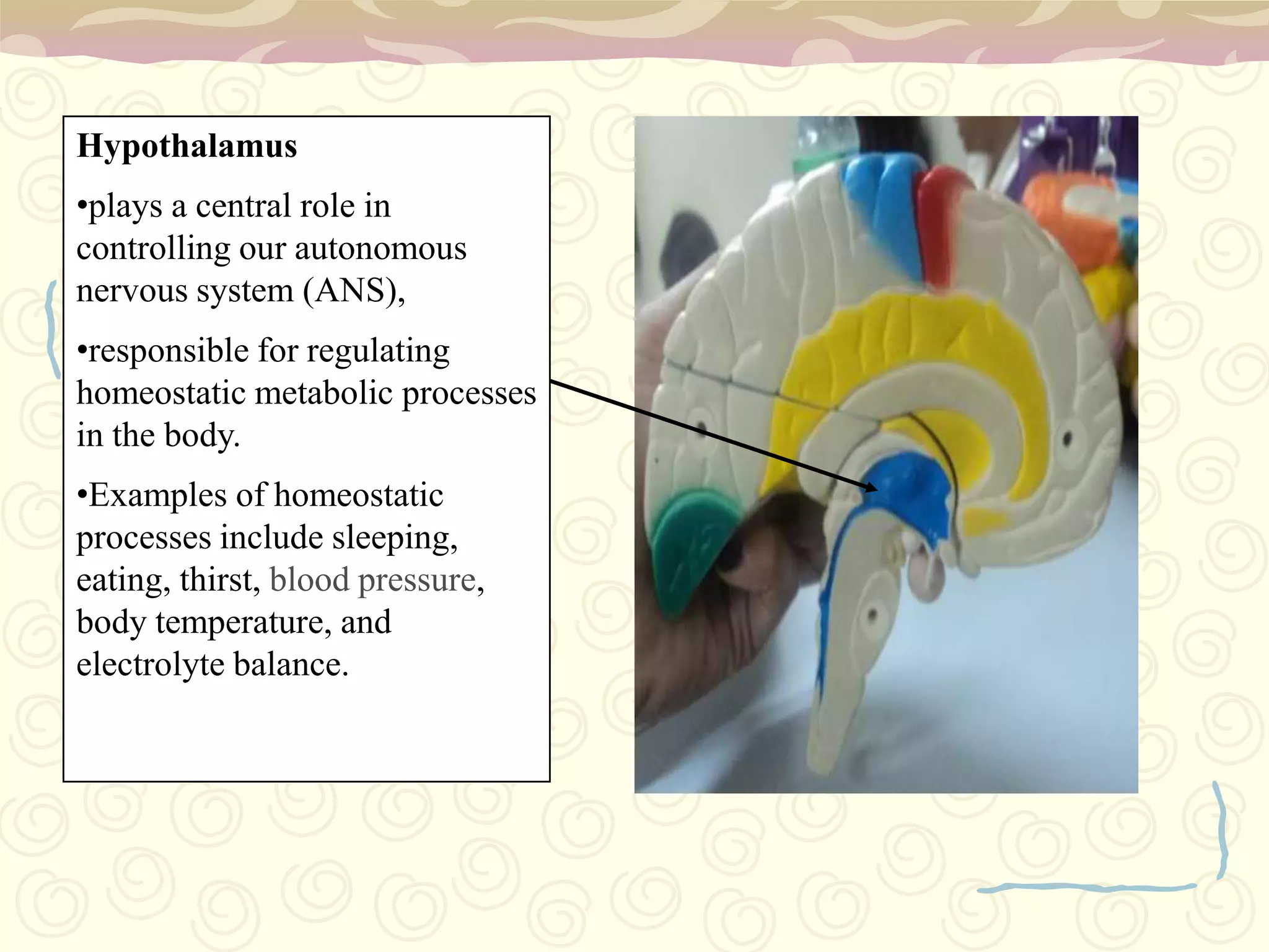 Corpora Quadrigemina 	– 4 rounded nuclear masses