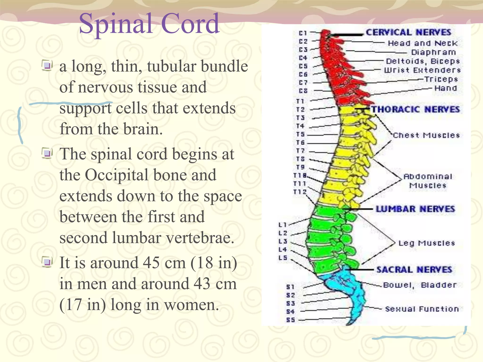 lowest portion of the brainstemAt the top, it is continuous with the pons and the midbrain;at the bottom, it makes a gradual transition into the spinal cord at the foramen magnum. extends from the pons above and is continuous with the spinal cord below. Pyramidal in shape  (broad above and narrow below)The nerve cells of the medulla are grouped to form “nuclei” out of which emerge cranial nerves 6-12.