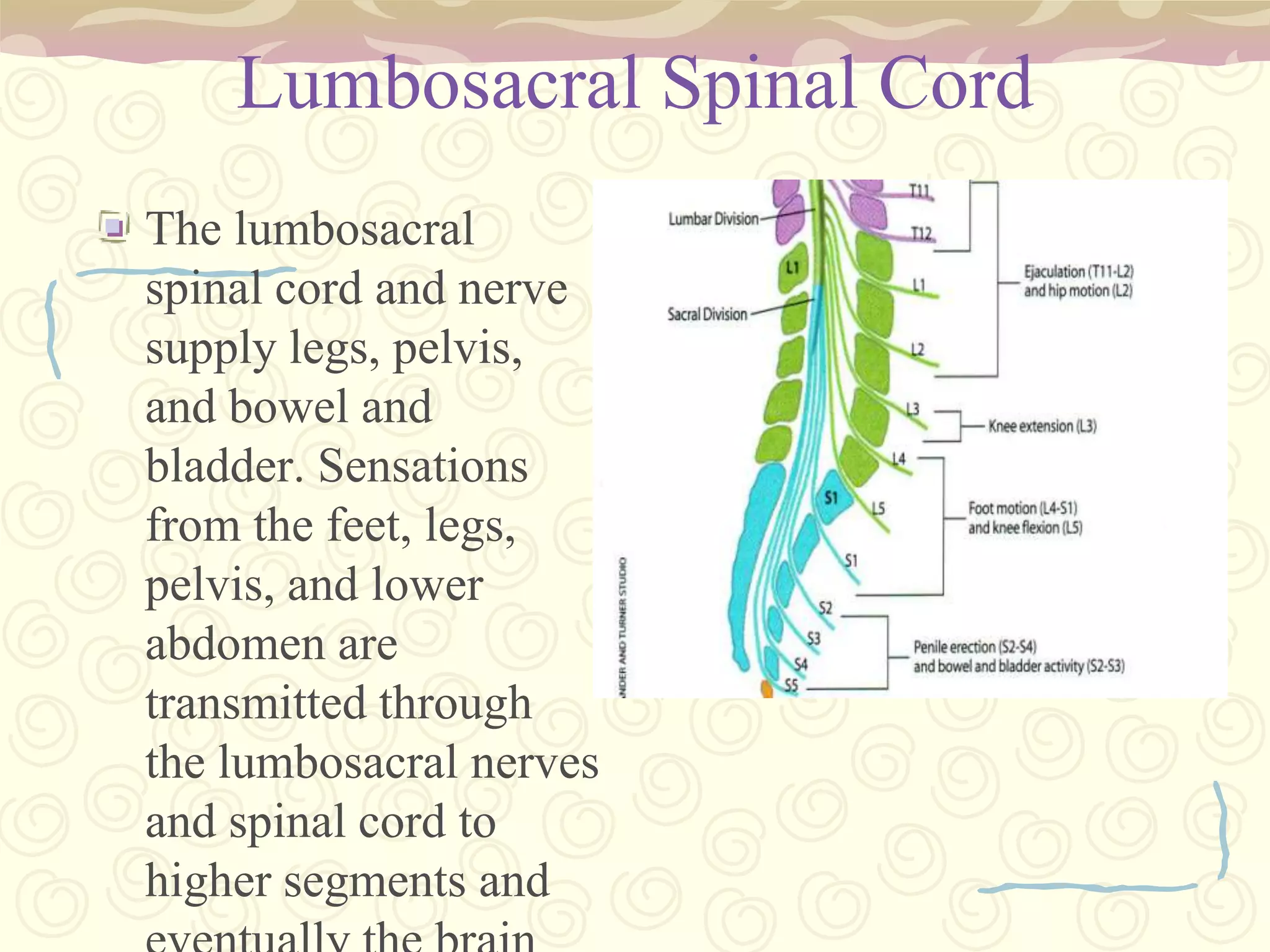 sneezingFunctions: Organ of conduction for the passage of impulses between brain and spinal cordContains center for control of bodily functions:Cardiac Inhibitory Center – holds heart rate to slower rate through cranial nerve 10 or Vagus Nerve.