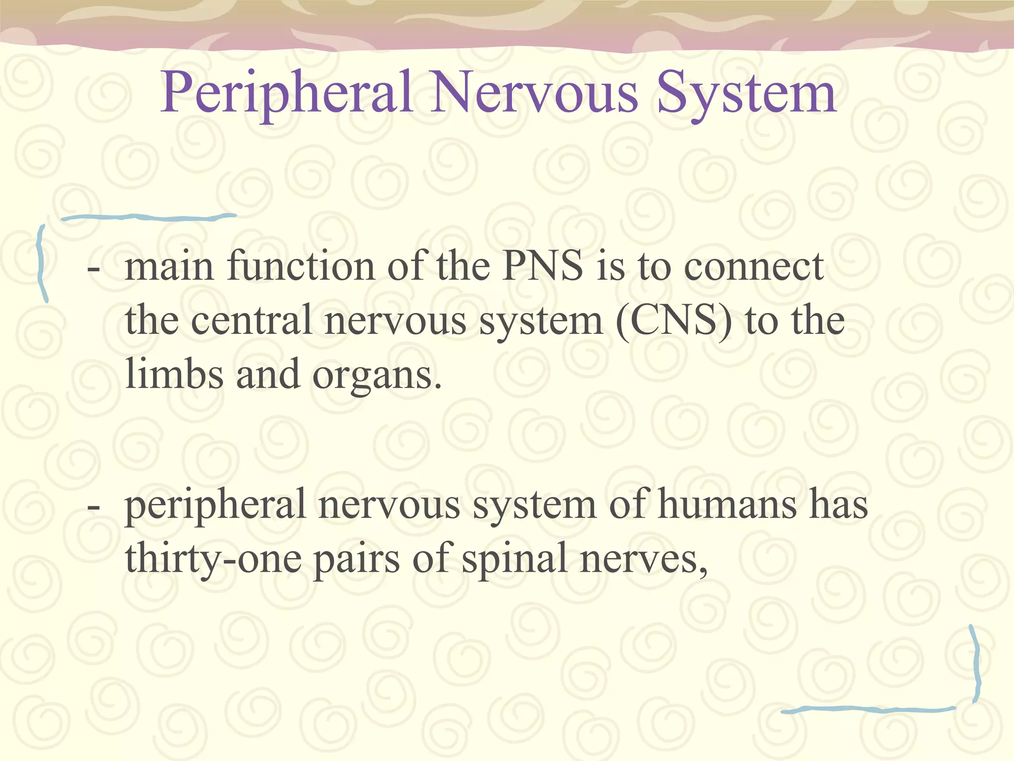 Vasoconstrictor Center – narrowing of lumen of the arteries