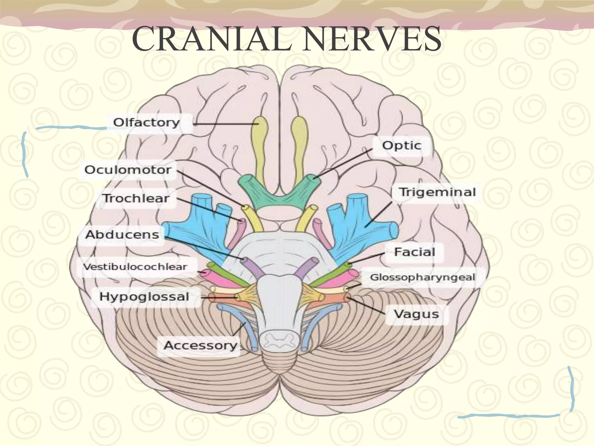 Respiratory Center – controls rate and depth  of respiration