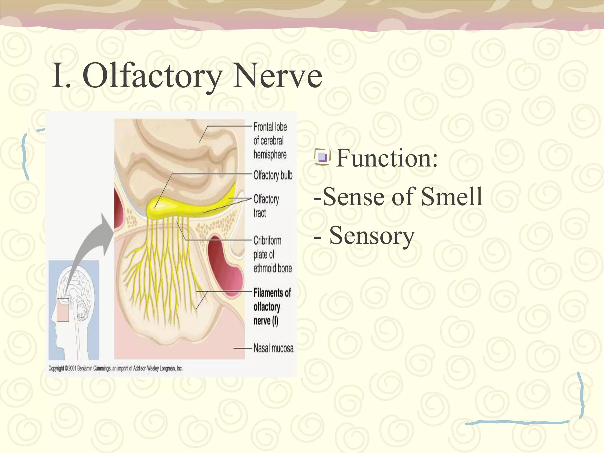 Reflex Center – sneezing, coughing, vomiting, winking and the movements and secretions of the alimentary canal.5. Diencephalon Thalamus and Hypothalamus
