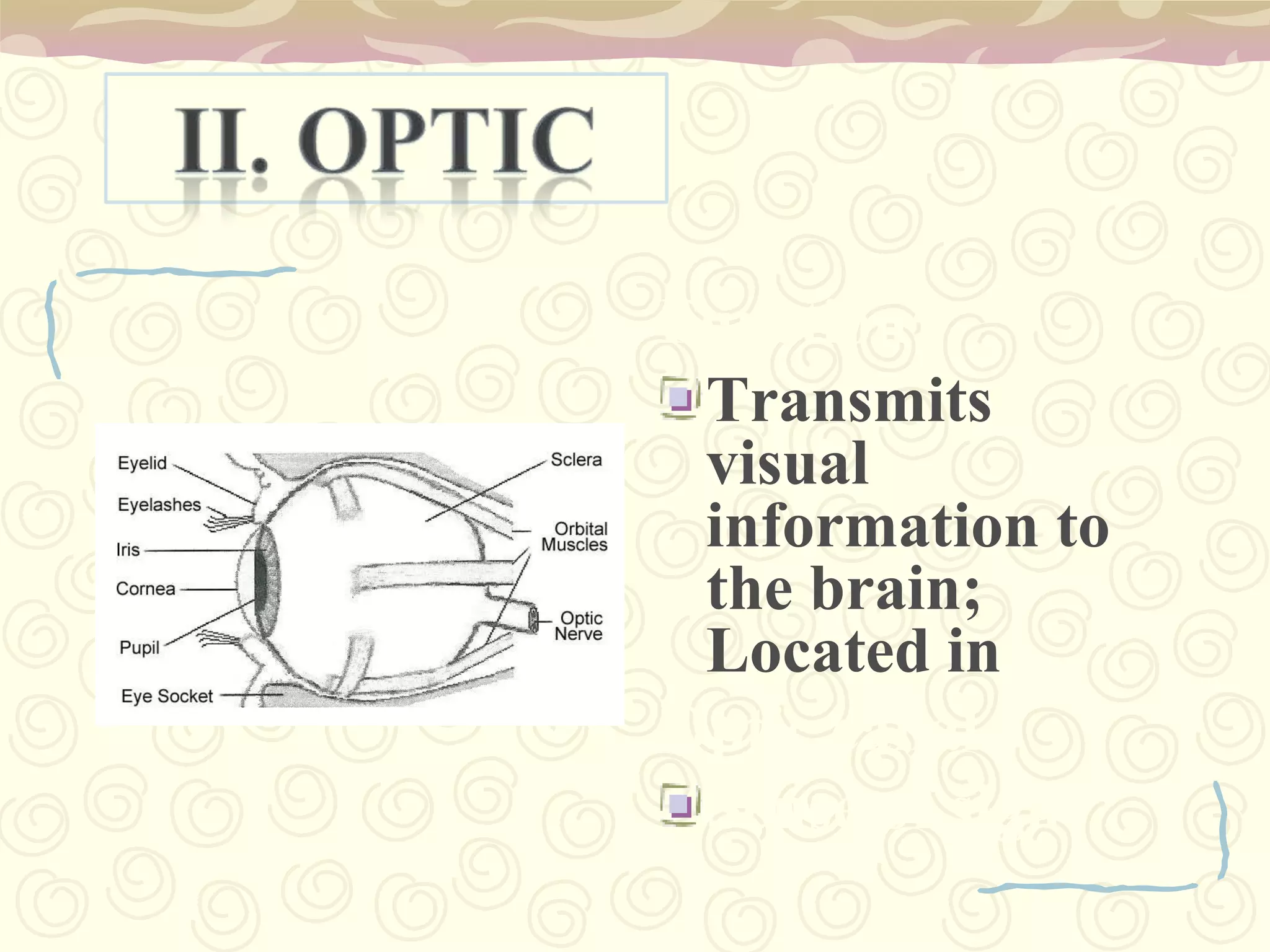 Diencephalon A. Thalamus large mass of gray matter located in the cerebral hemisphere.acts as a relay station between the cerebrum and the rest of the brain and spinal cord. B. Hypothalamus lies below the thalamuscontains temperature-regulating mechanisms and relations with the pituitary gland. hunger, thirst, defense reactions; fear, rage and satiety.