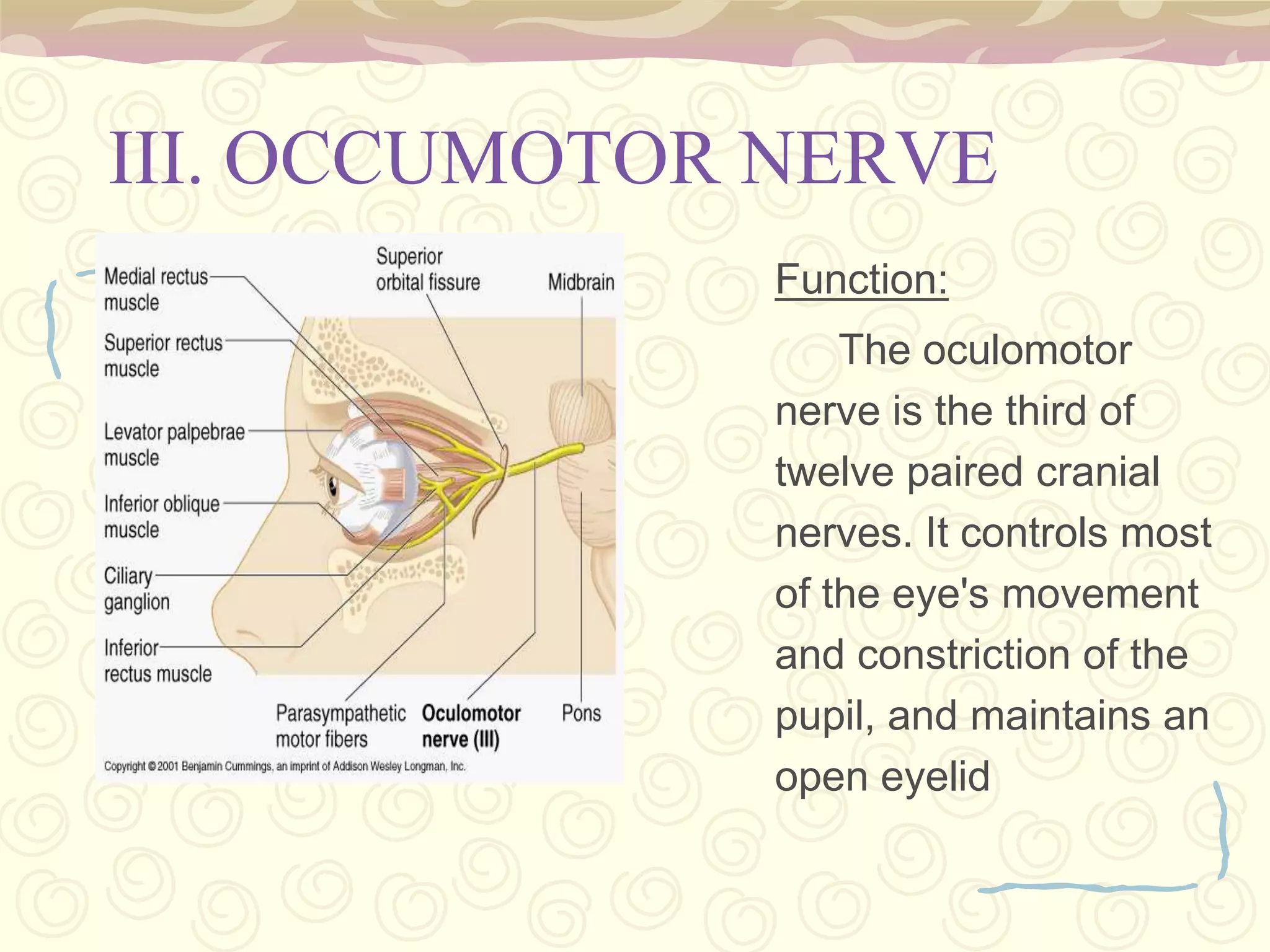 ThalamusIt is involved in sensory perception and regulation of motor functions. 