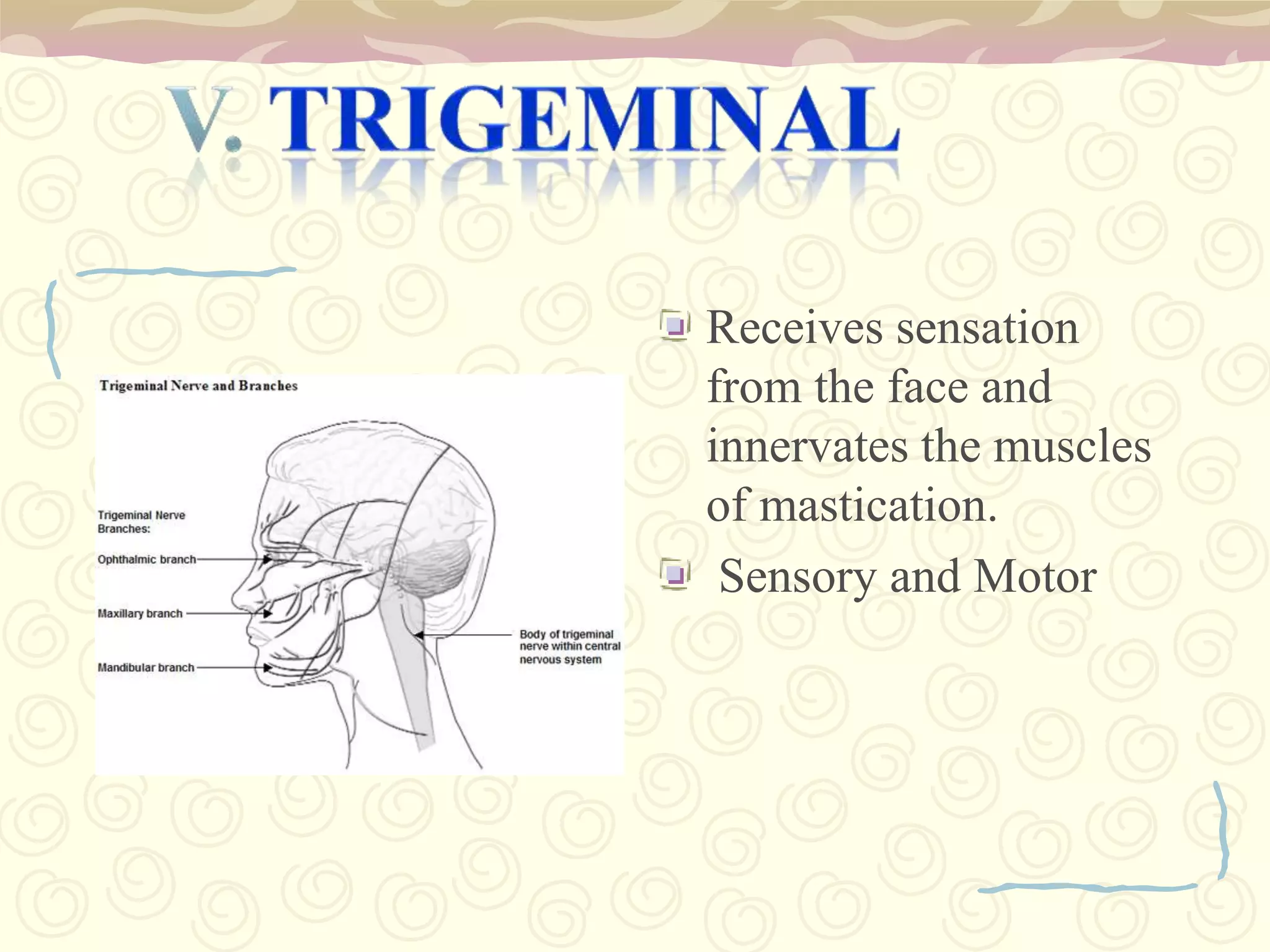 it connects areas of the cerebral cortex that are involved in sensory perception and movement