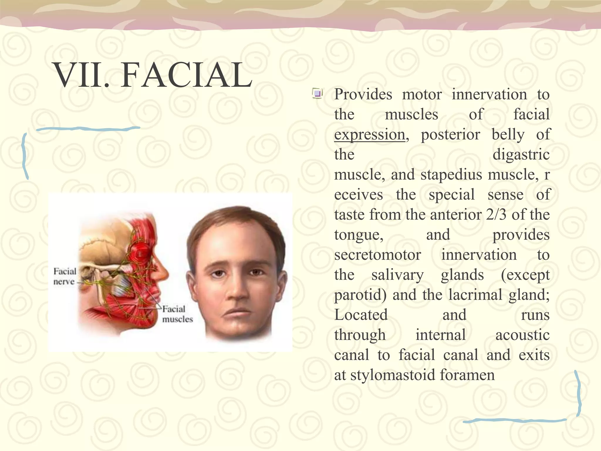 Hypothalamusplays a central role in controlling our autonomous nervous system (ANS), 