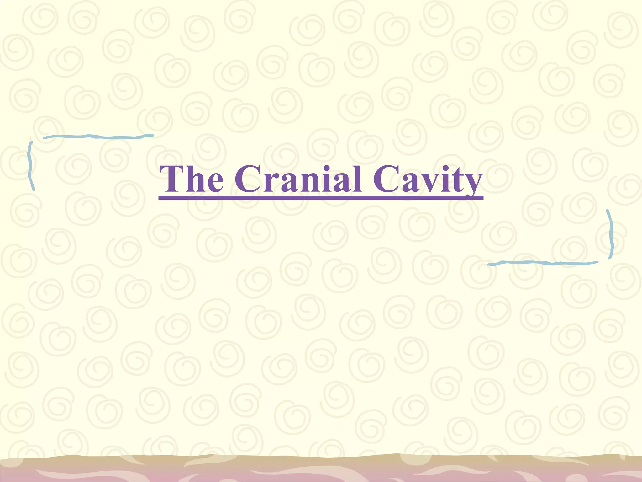The Cranial Cavity