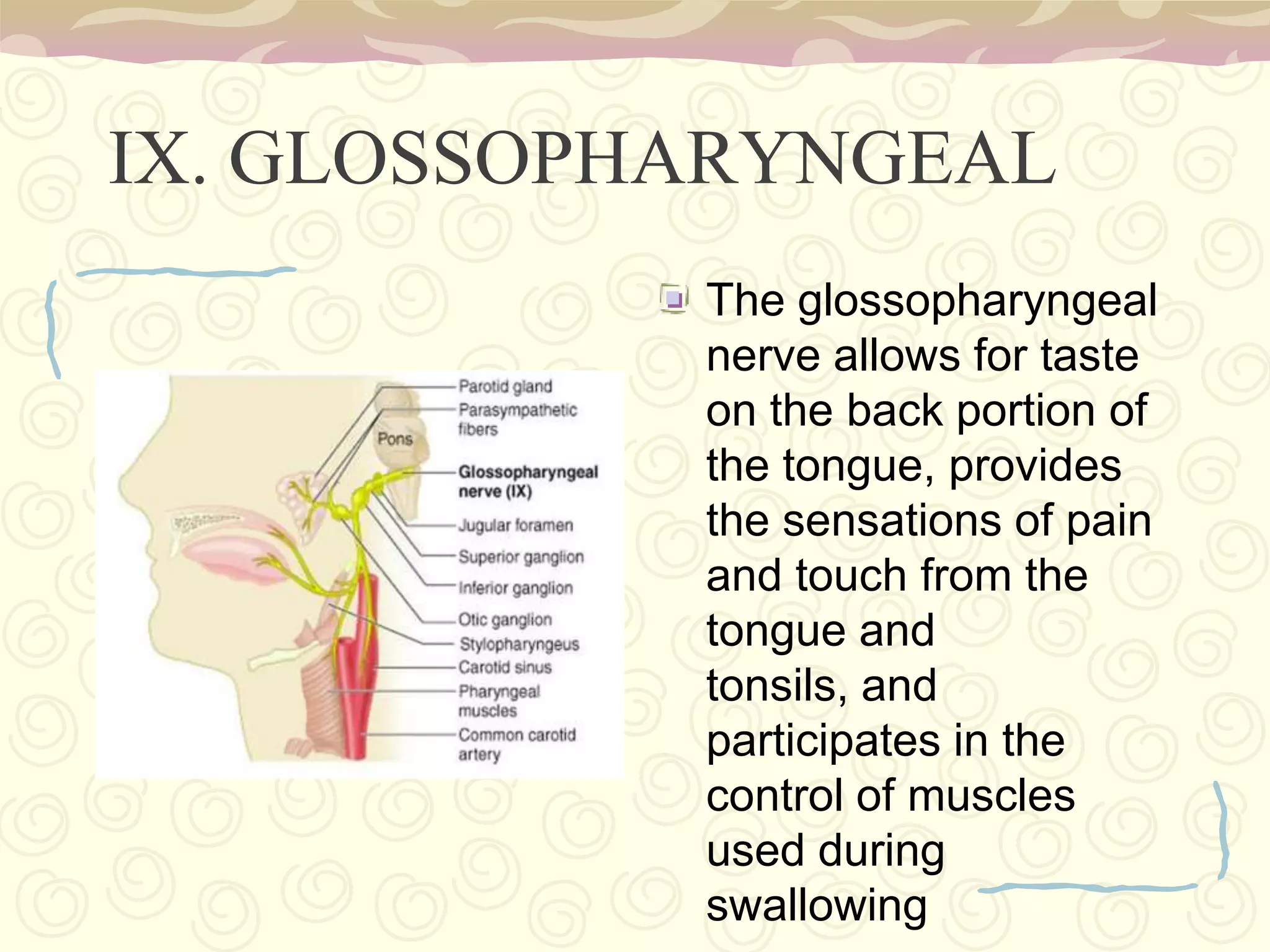 Examples of homeostatic processes include sleeping, eating, thirst, blood pressure, body temperature, and electrolyte balance.Hypothalamus		-regulates hunger, thirst, sleep, body temperature, sexual drive, and other functions.