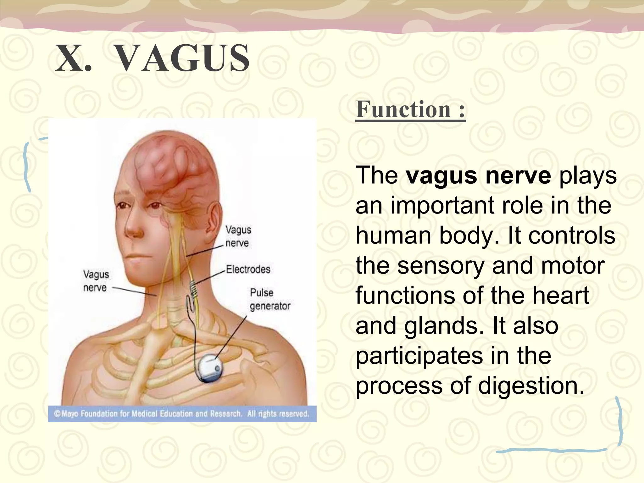 Fornix connects the Hippocampus to the Hypothalamus