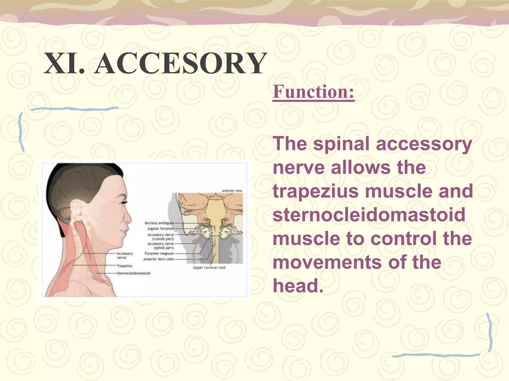 Spinal Corda long, thin, tubular bundle of nervous tissue and support cells that extends from the brain.The spinal cord begins at the Occipital bone and extends down to the space between the first and second lumbar vertebrae.It is around 45 cm (18 in) in men and around 43 cm (17 in) long in women.