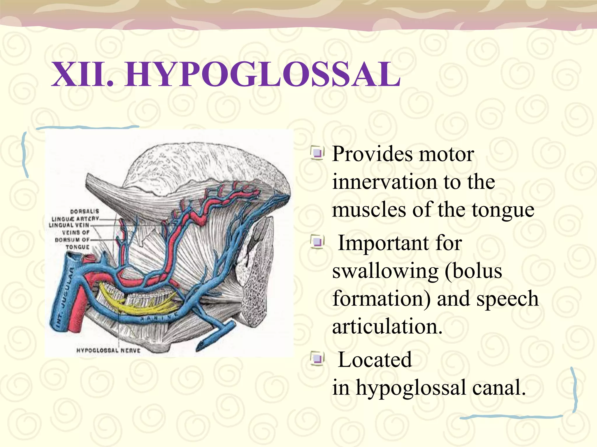 Functions of Spinal Cord Serve as a conduit for motor information, which travels down the spinal cord Serve as a conduit for sensory information, which travels up the spinal cord. Serve as a center for coordinating certain reflexes.