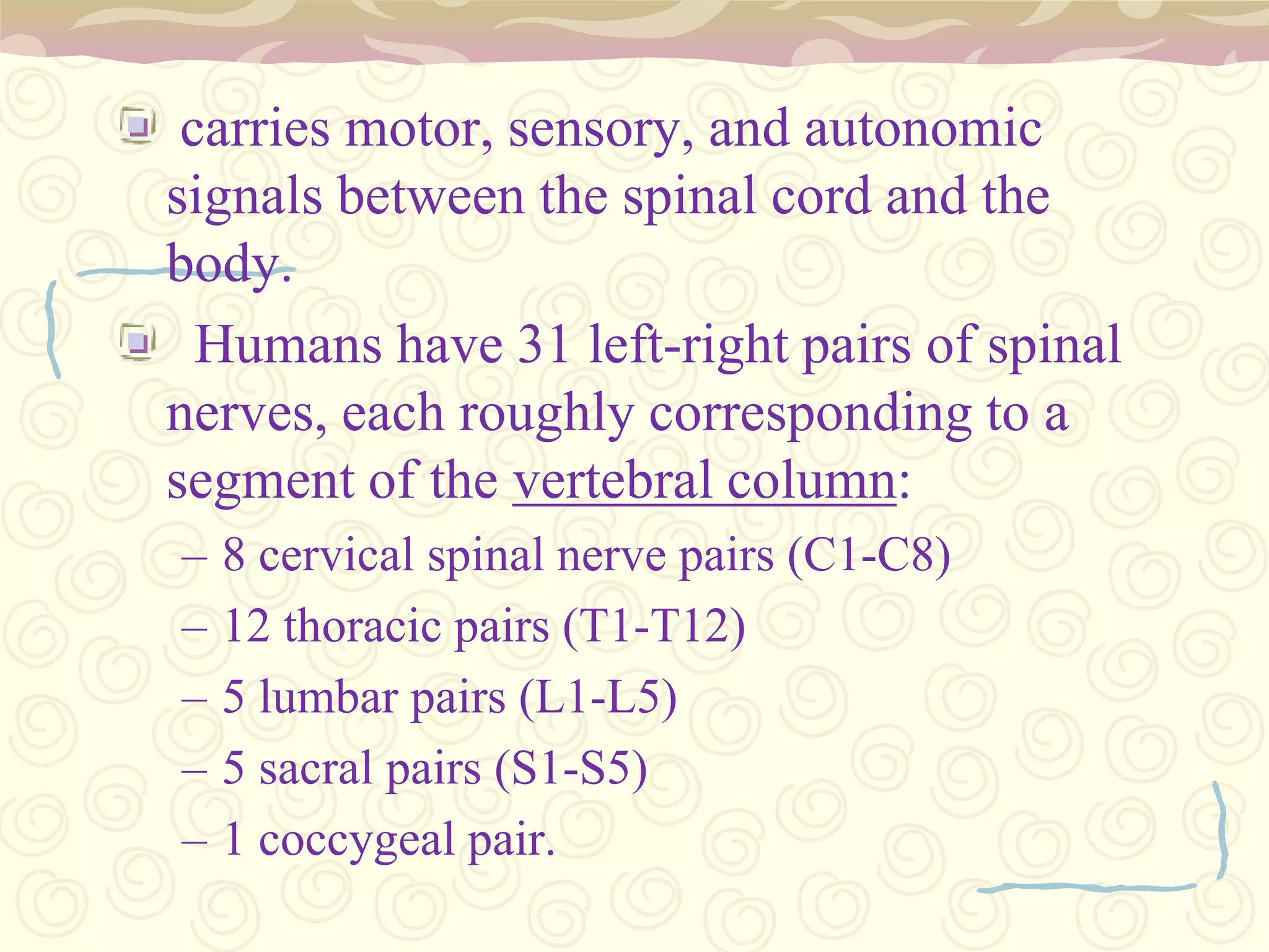 Cervical Spinal CordDivided into eight levels. Each level contributes into different functions in the neck and arms.Sensations from the body are similarly transported from the skin and other areas of the body from the neck, shoulders, and arms up to the brain.